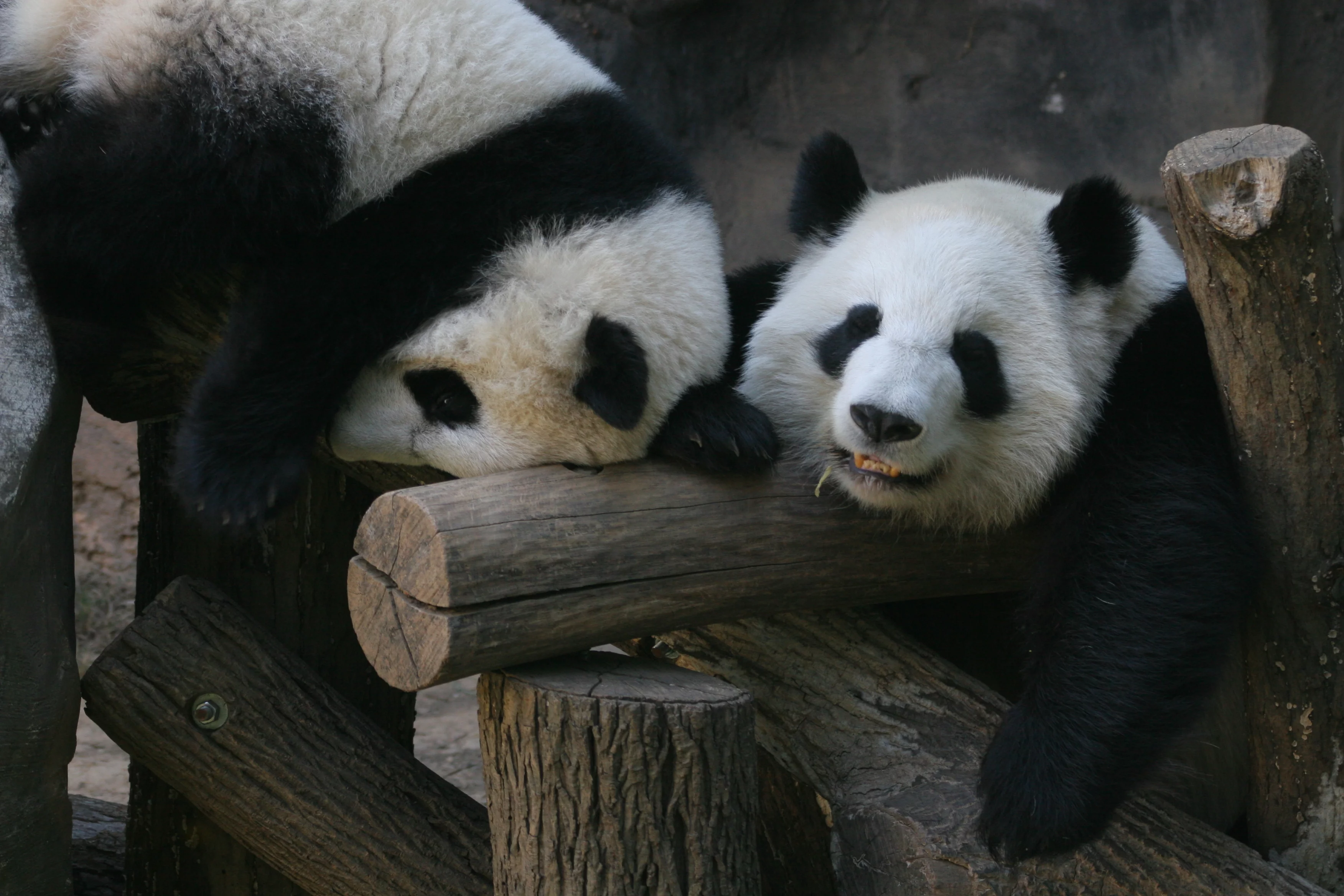 Zoo Atlanta