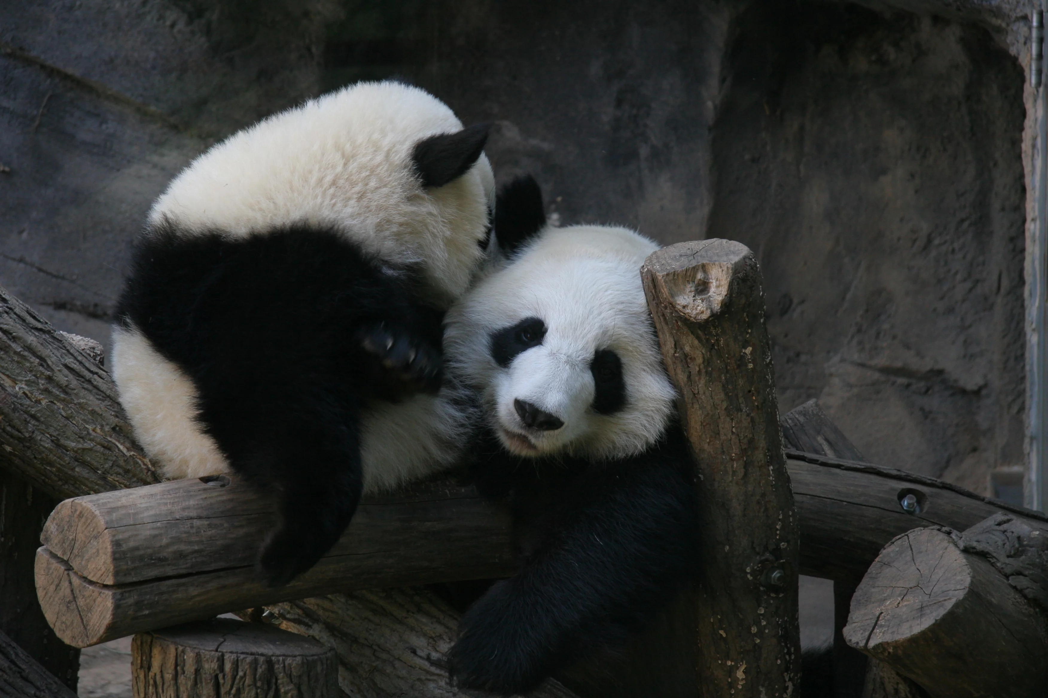Zoo Atlanta