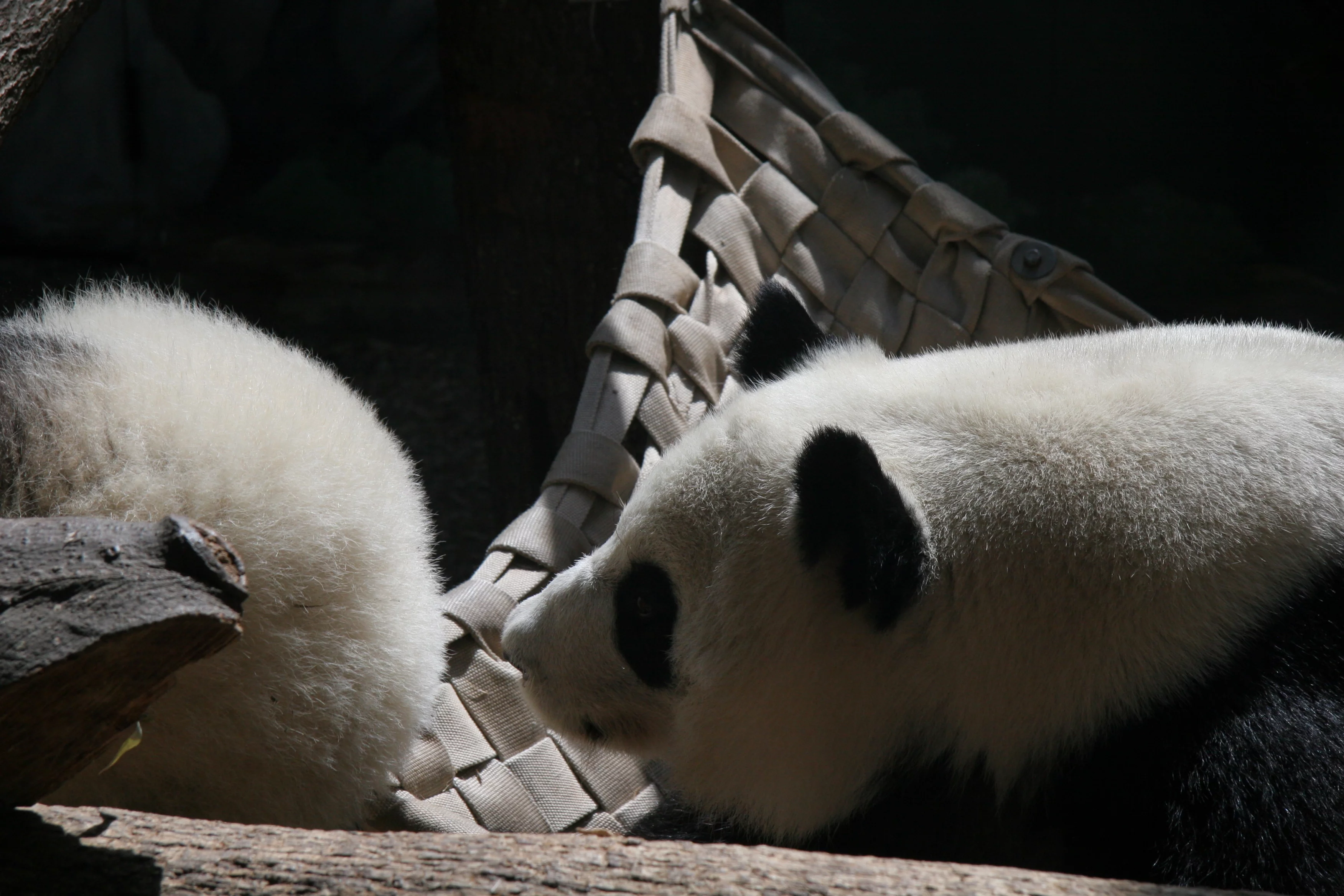 Zoo Atlanta