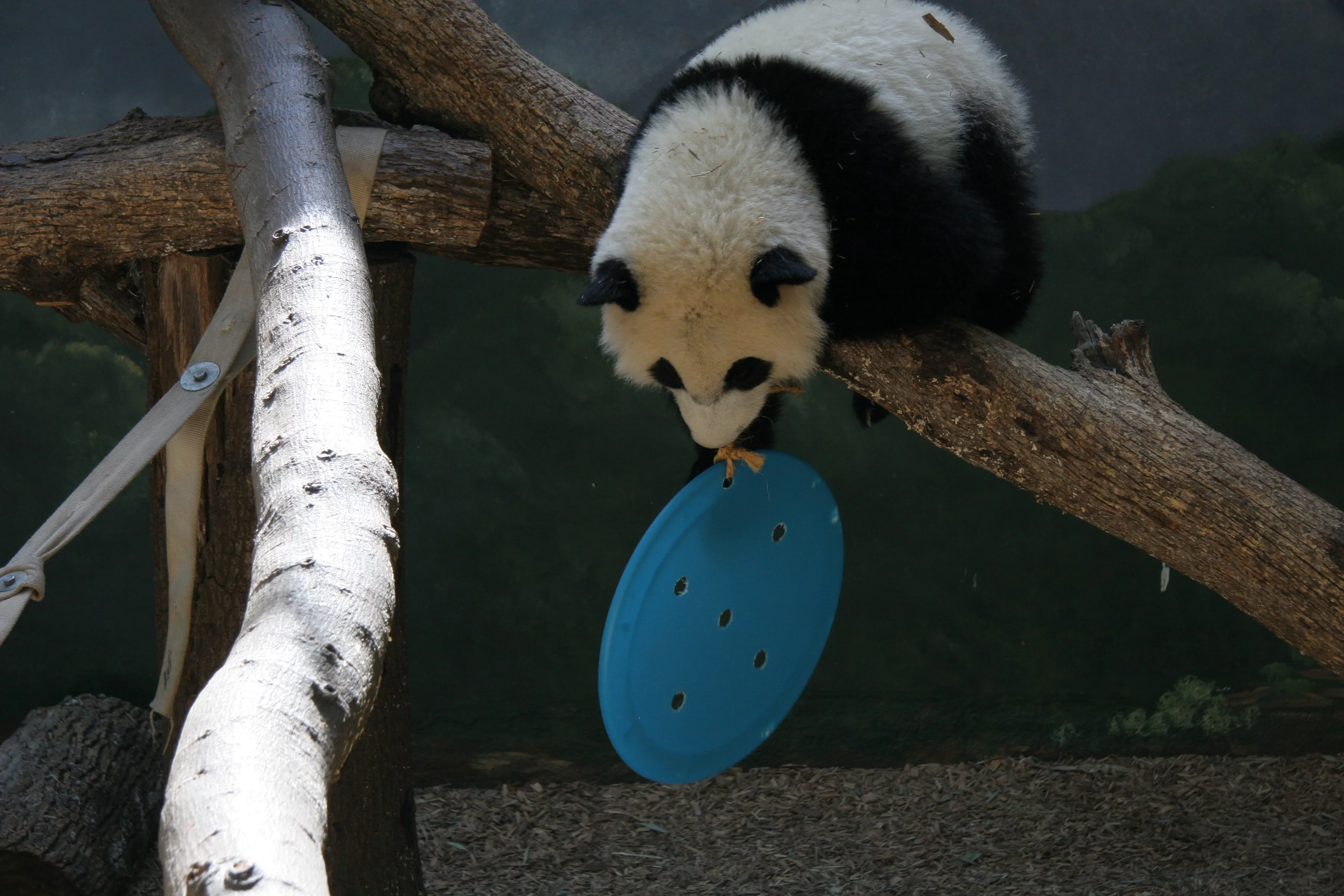 Zoo Atlanta