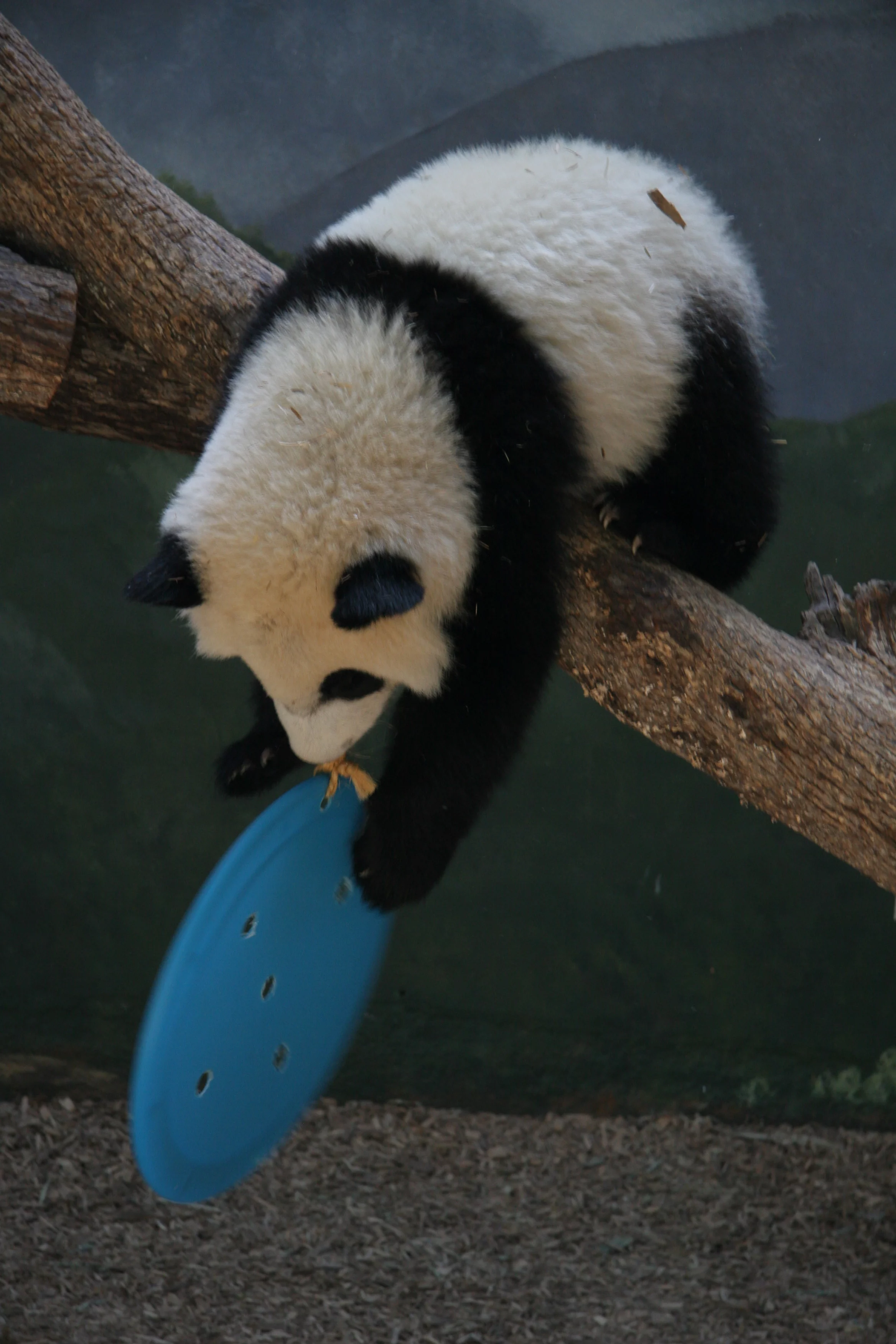 Zoo Atlanta