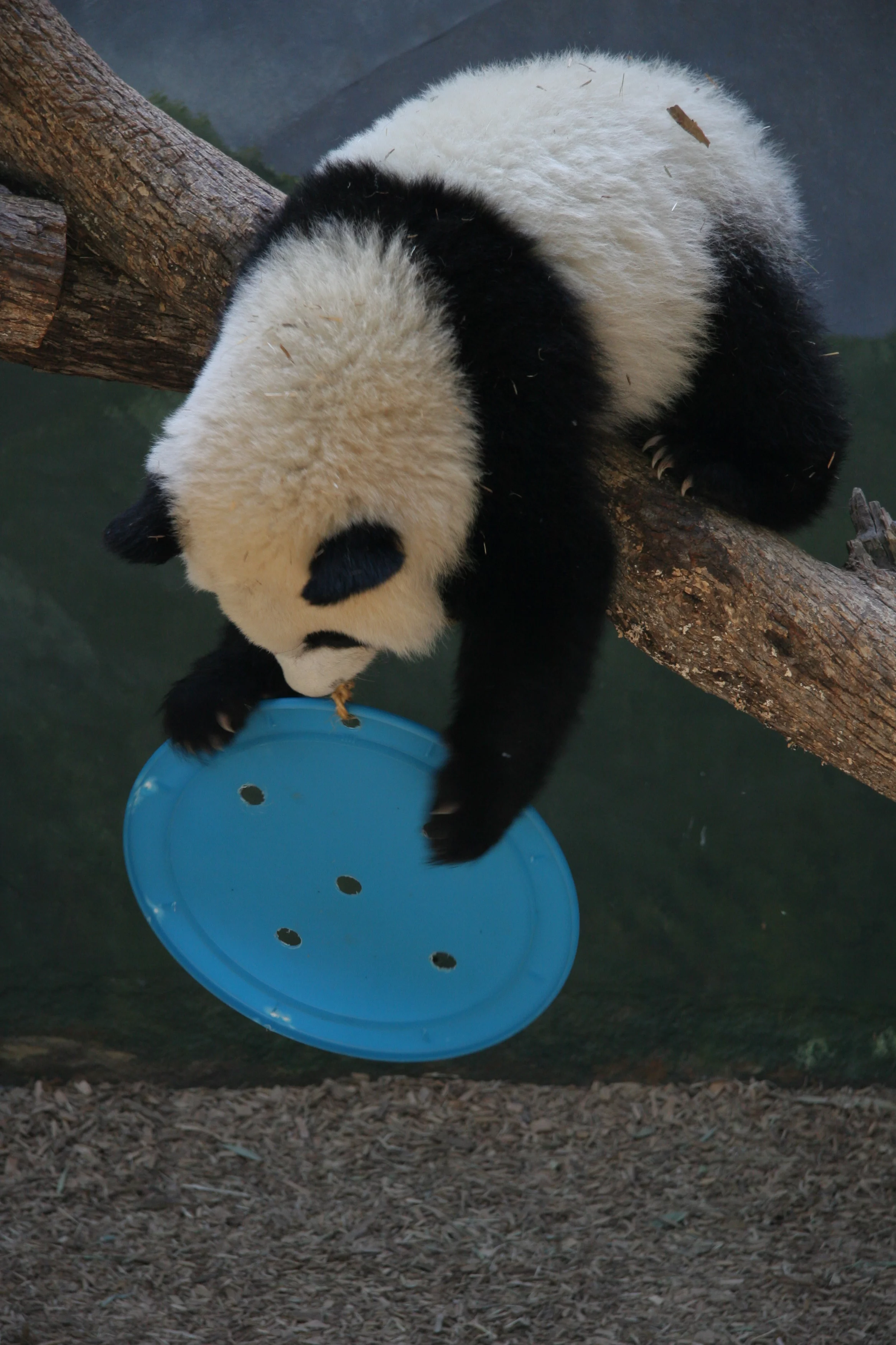 Zoo Atlanta