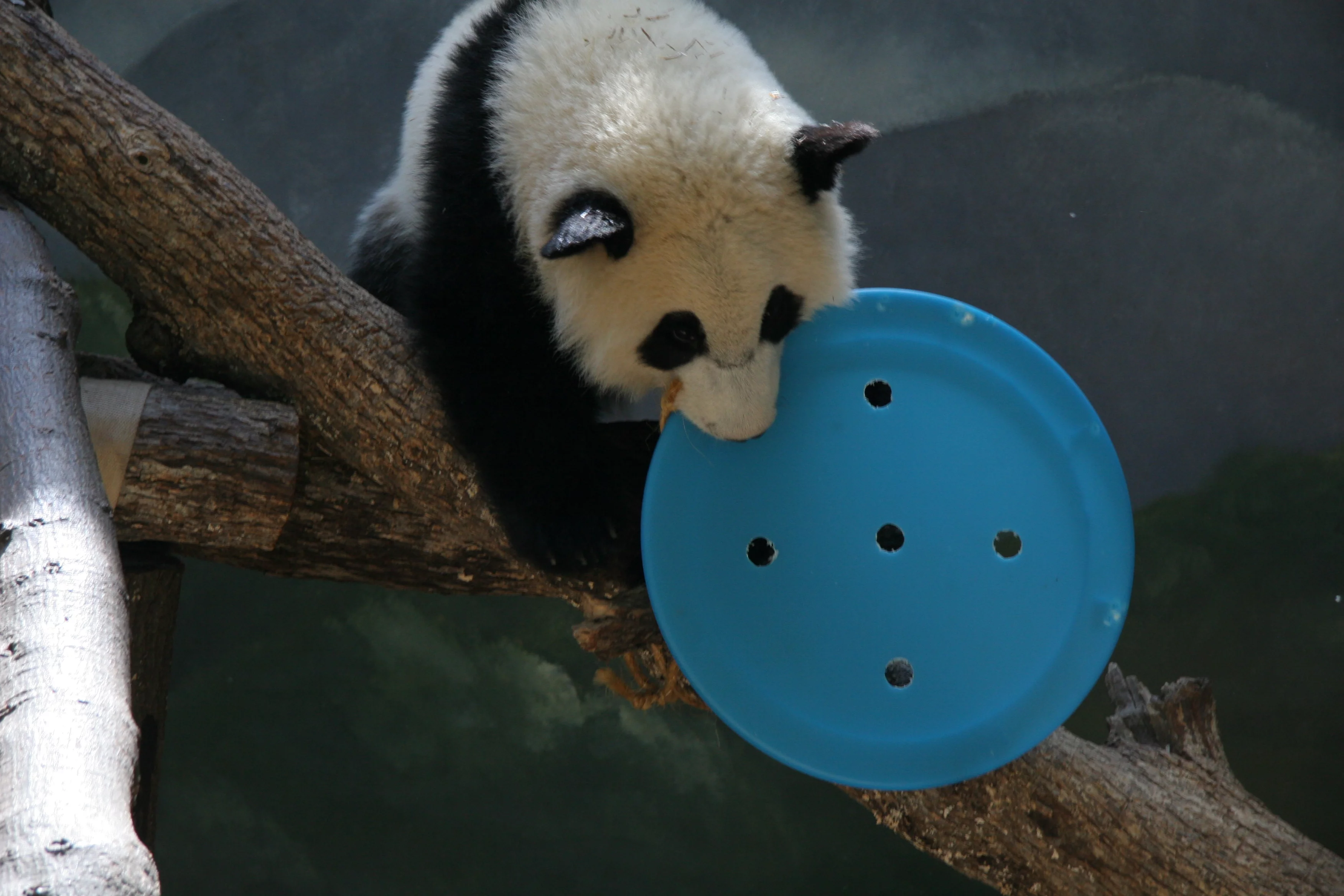 Zoo Atlanta
