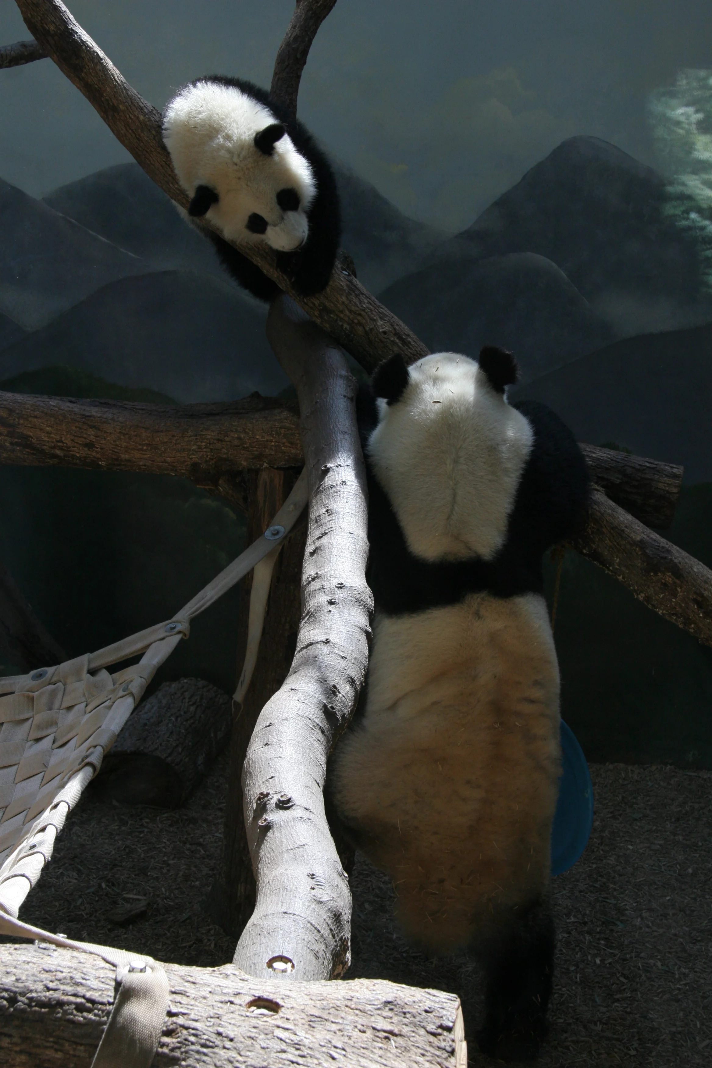 Zoo Atlanta