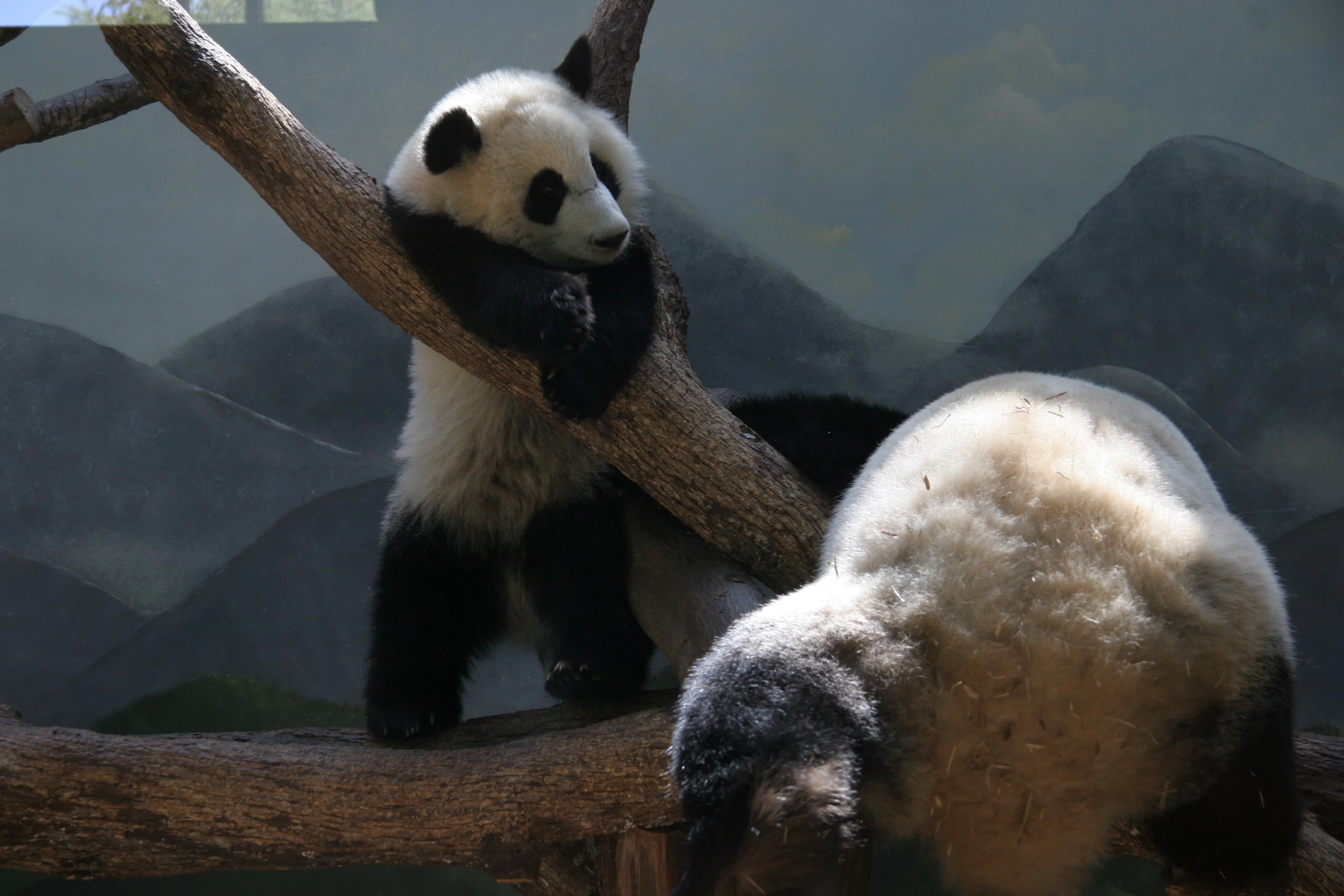 Zoo Atlanta