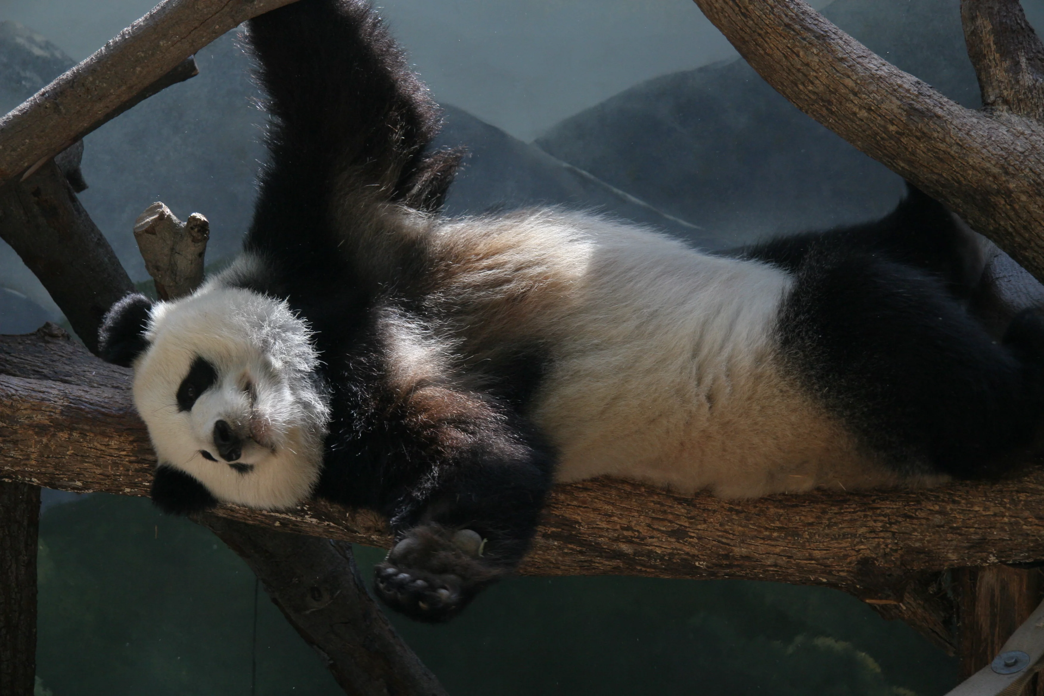 Zoo Atlanta
