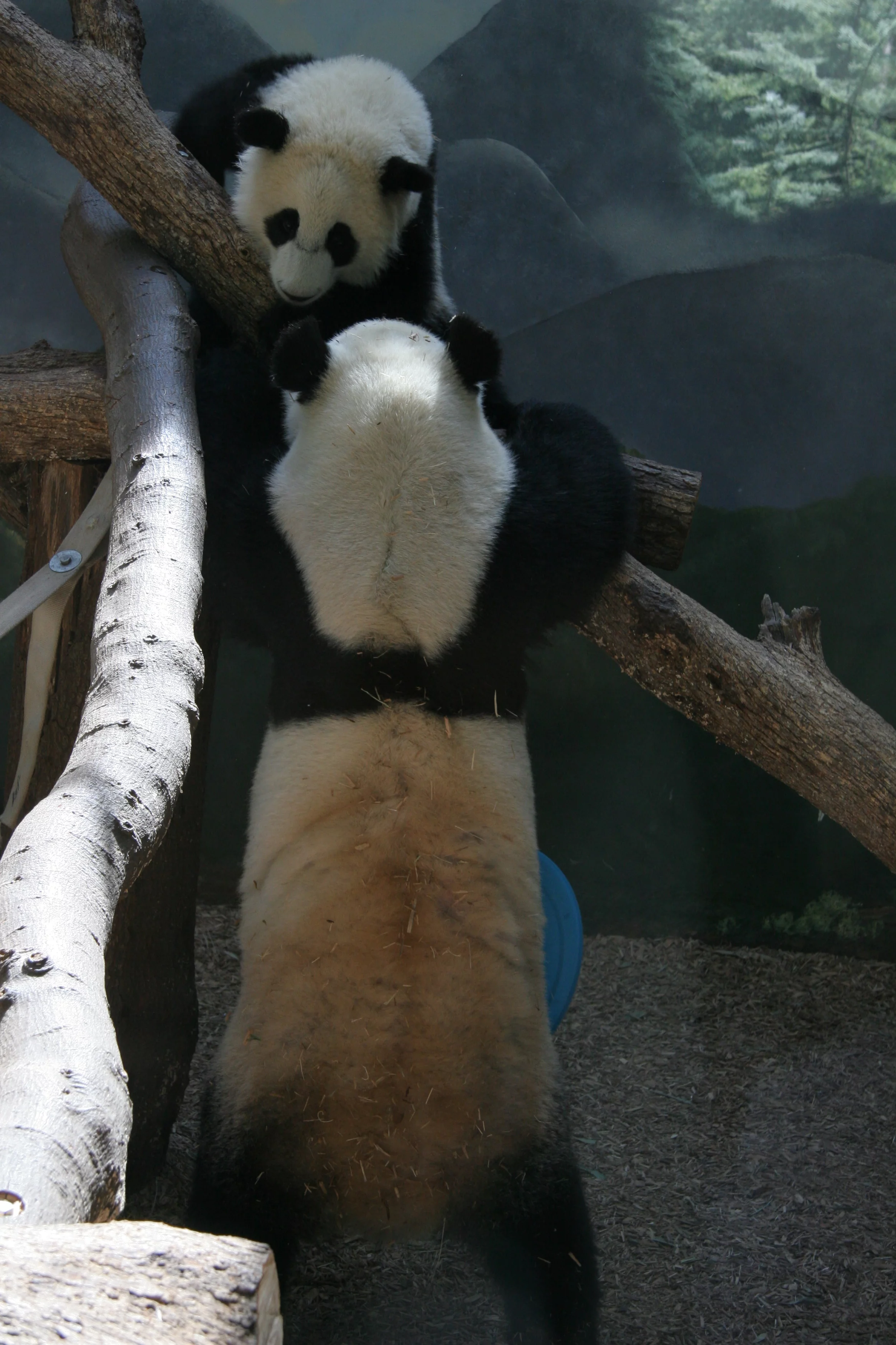 Zoo Atlanta