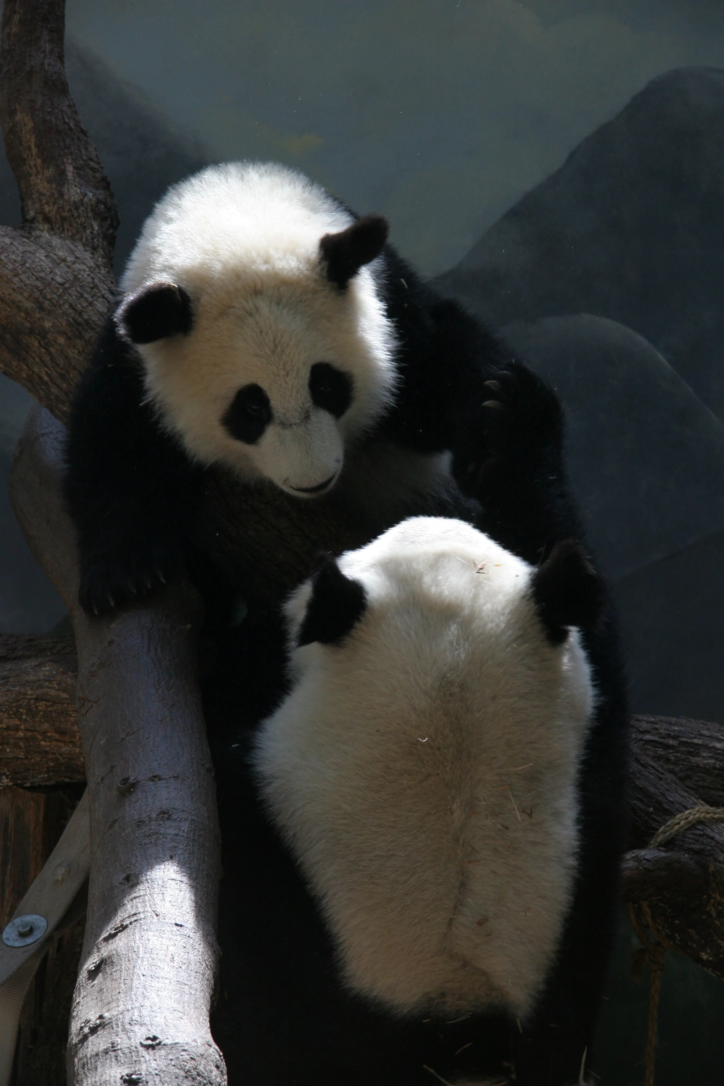 Zoo Atlanta