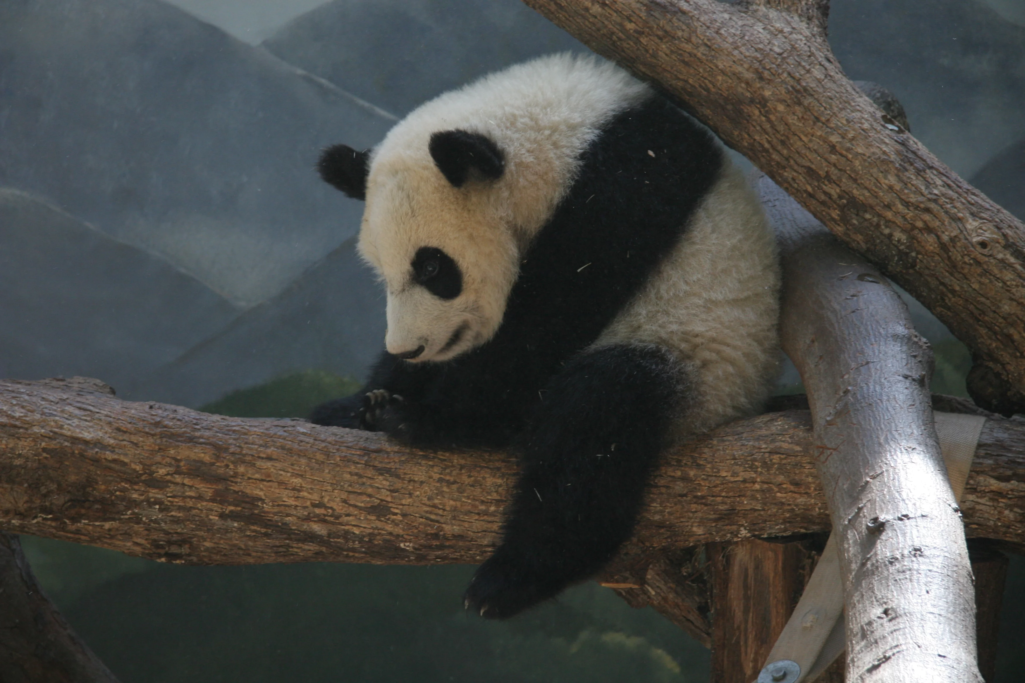 Zoo Atlanta