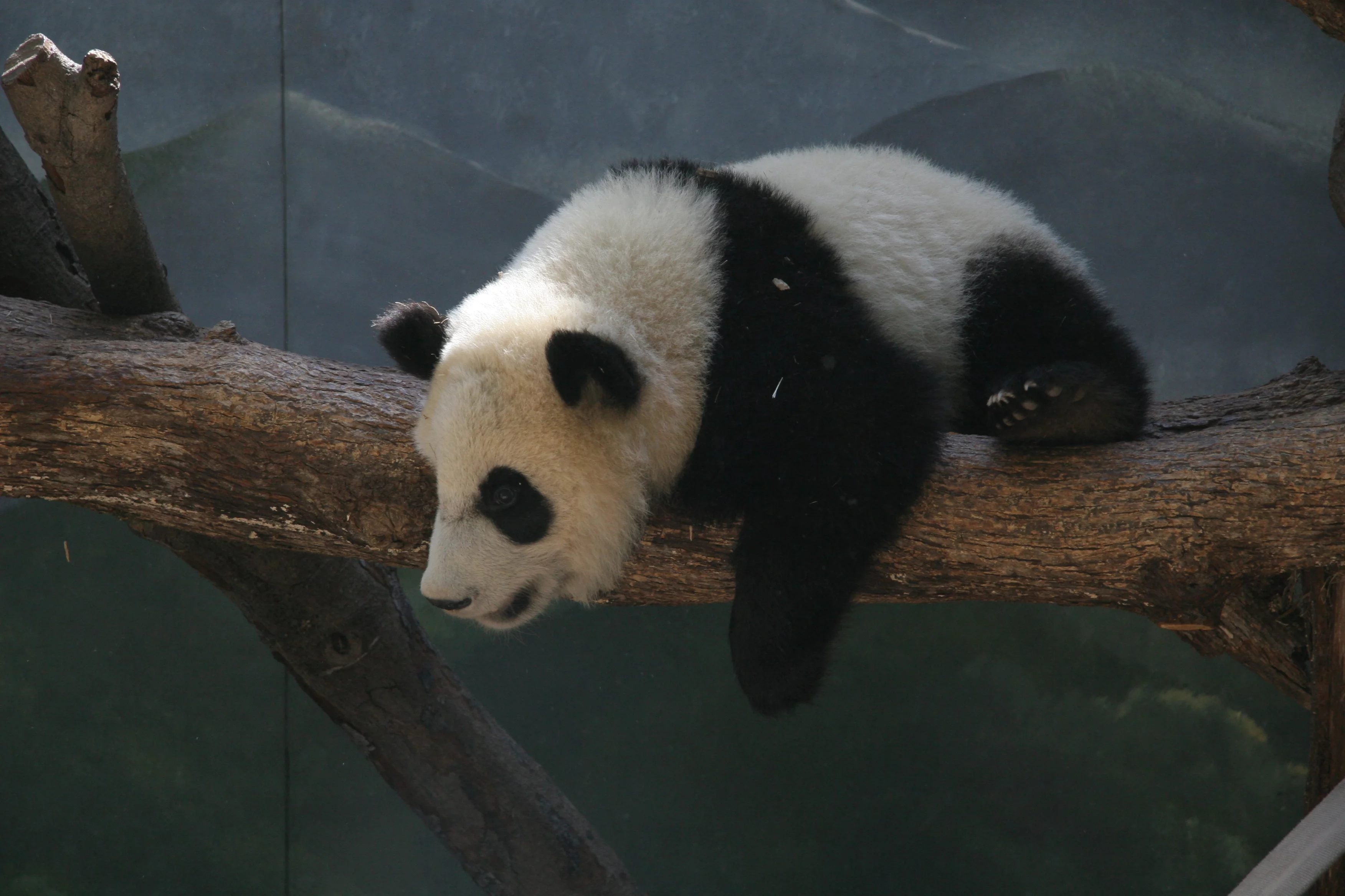 Zoo Atlanta