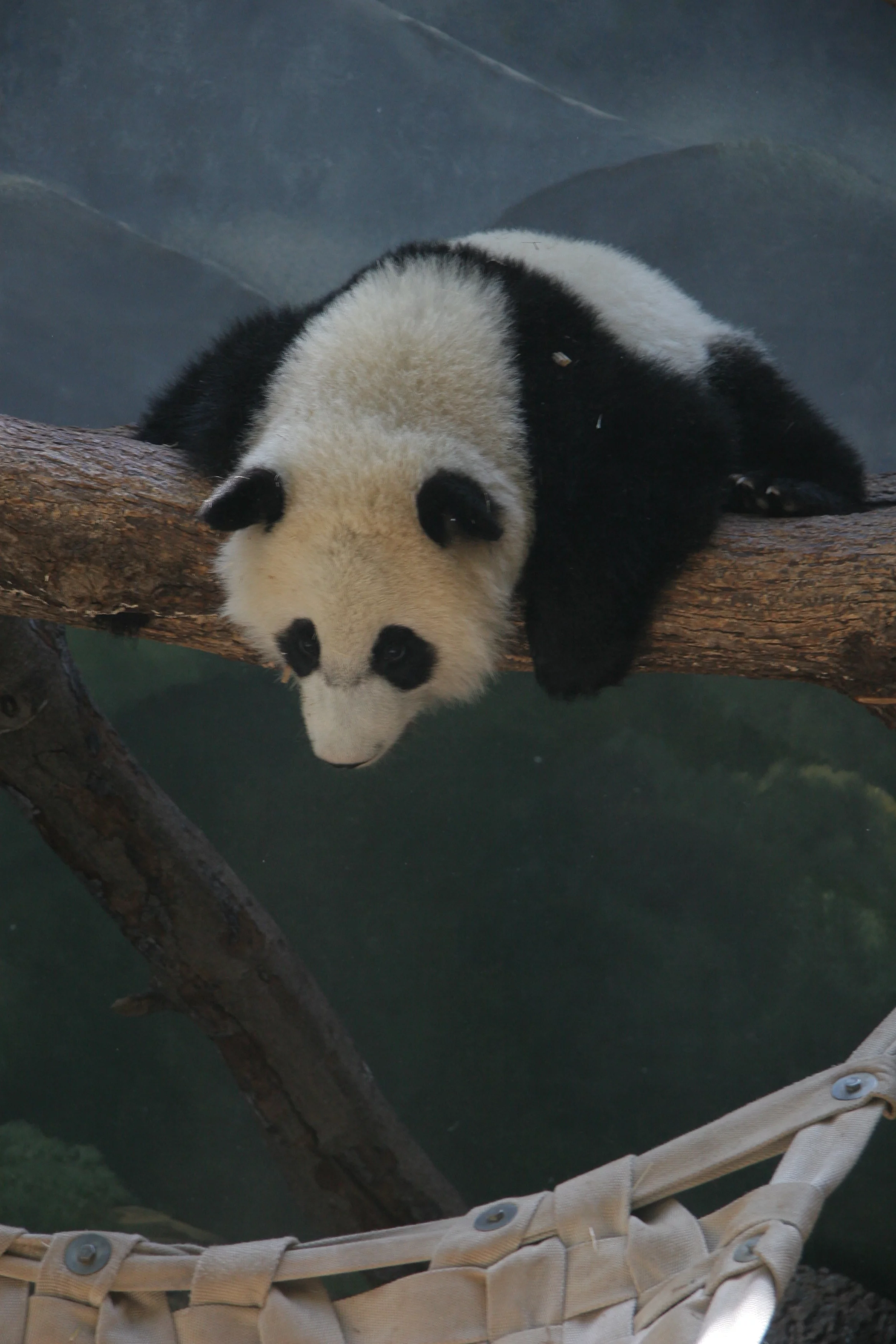 Zoo Atlanta