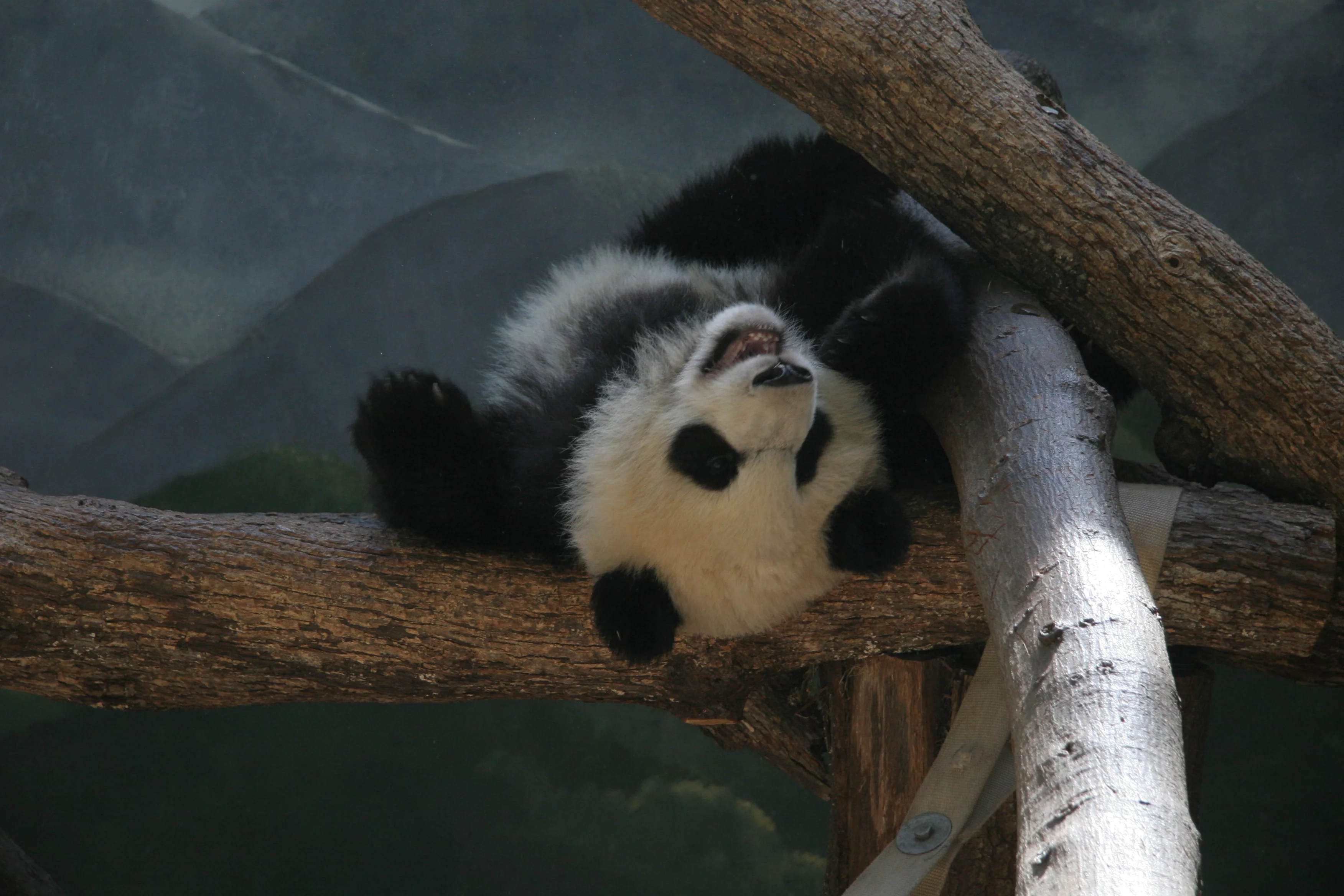 Zoo Atlanta