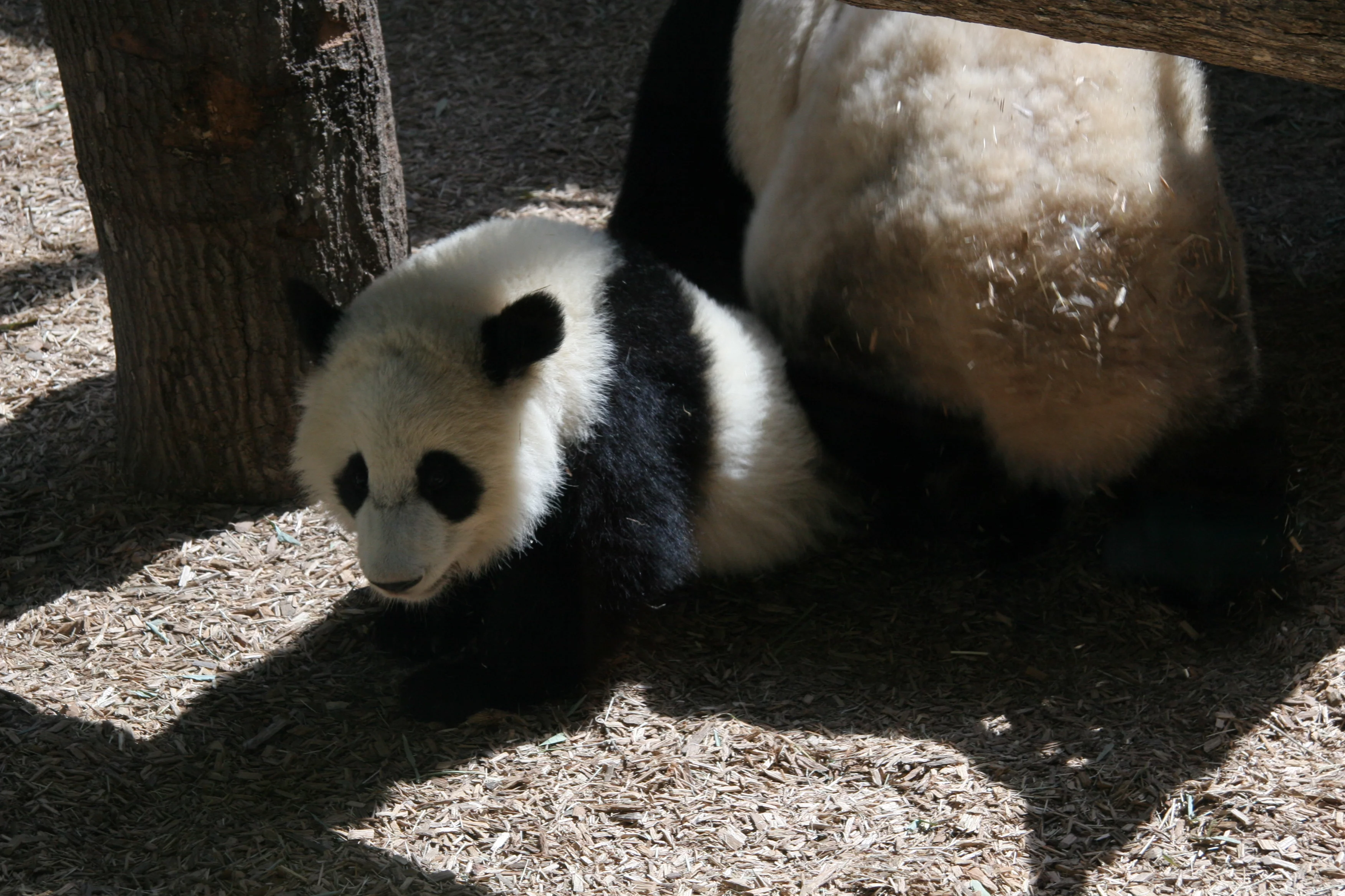 Zoo Atlanta