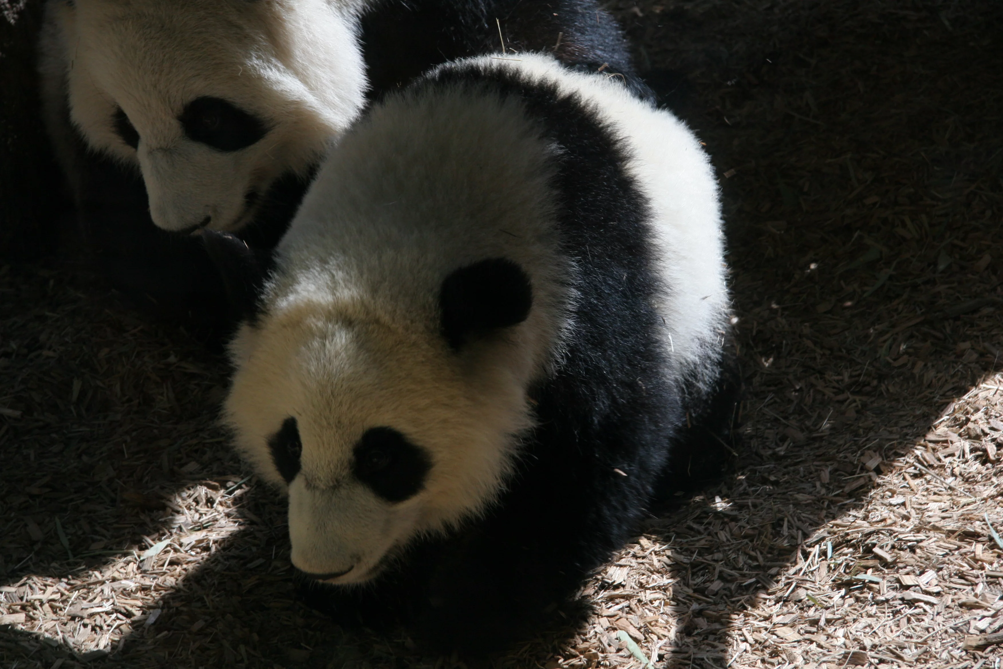 Zoo Atlanta