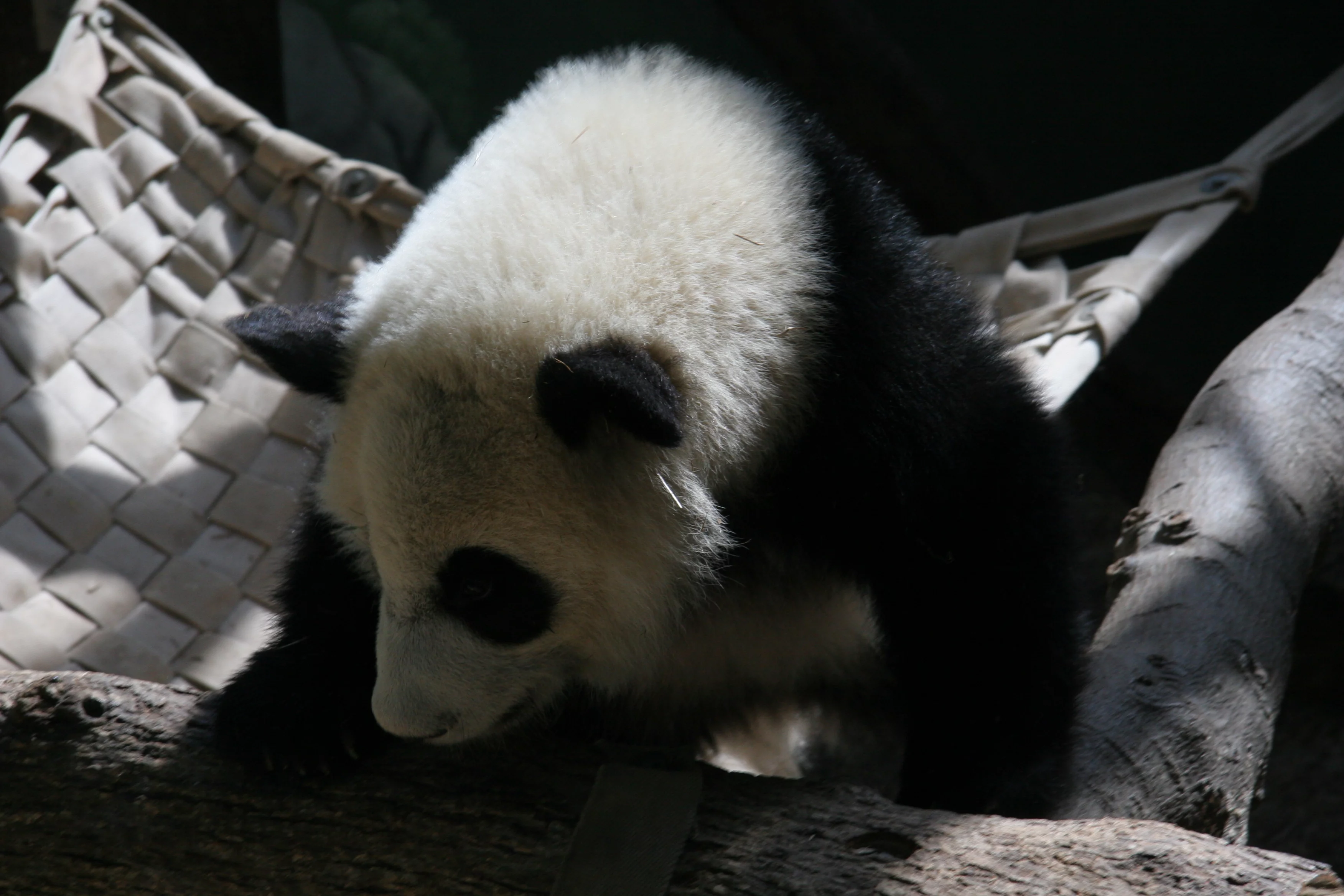 Zoo Atlanta