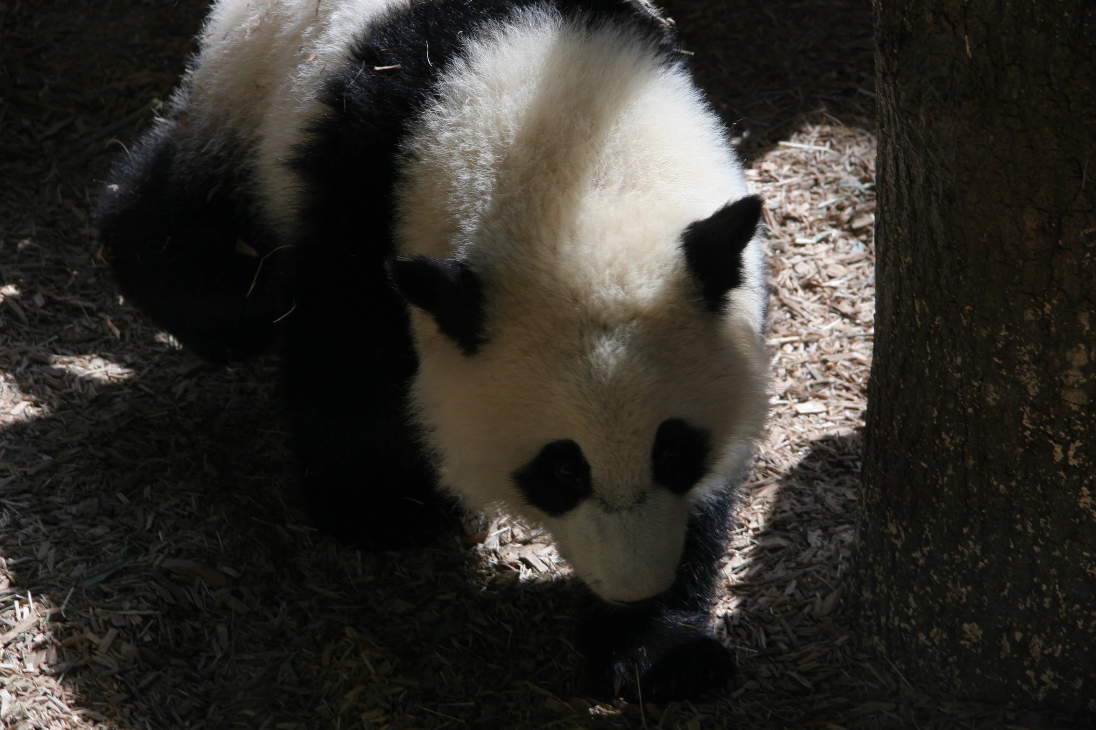 Zoo Atlanta