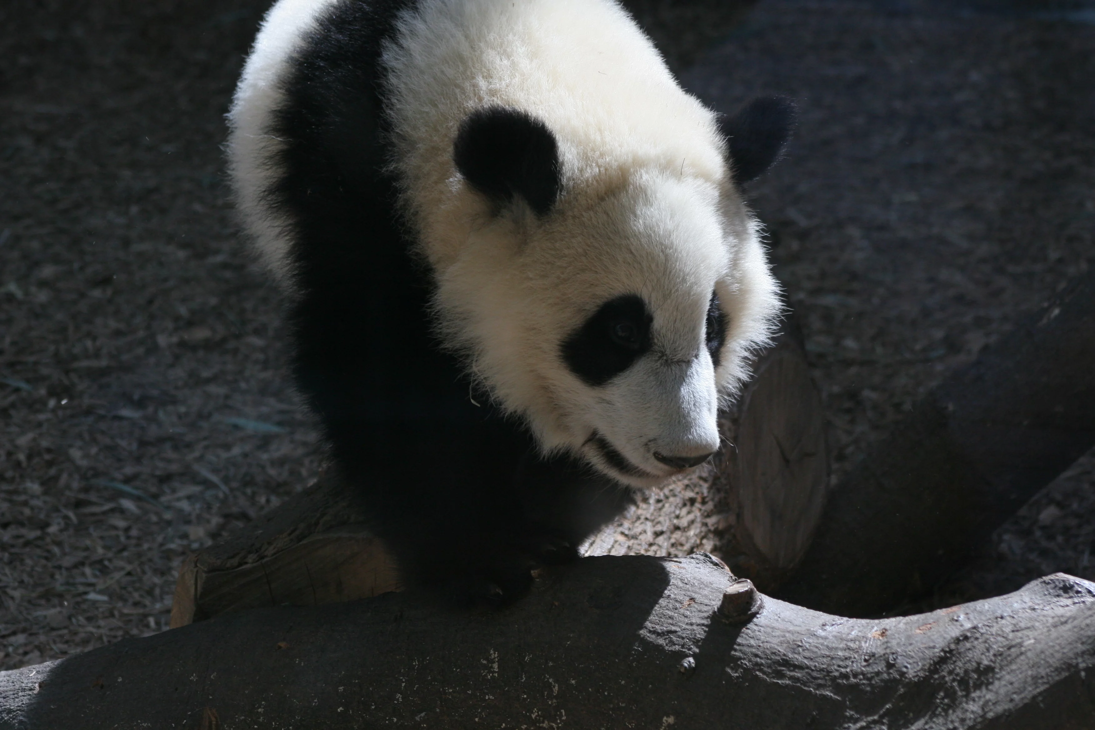 Zoo Atlanta