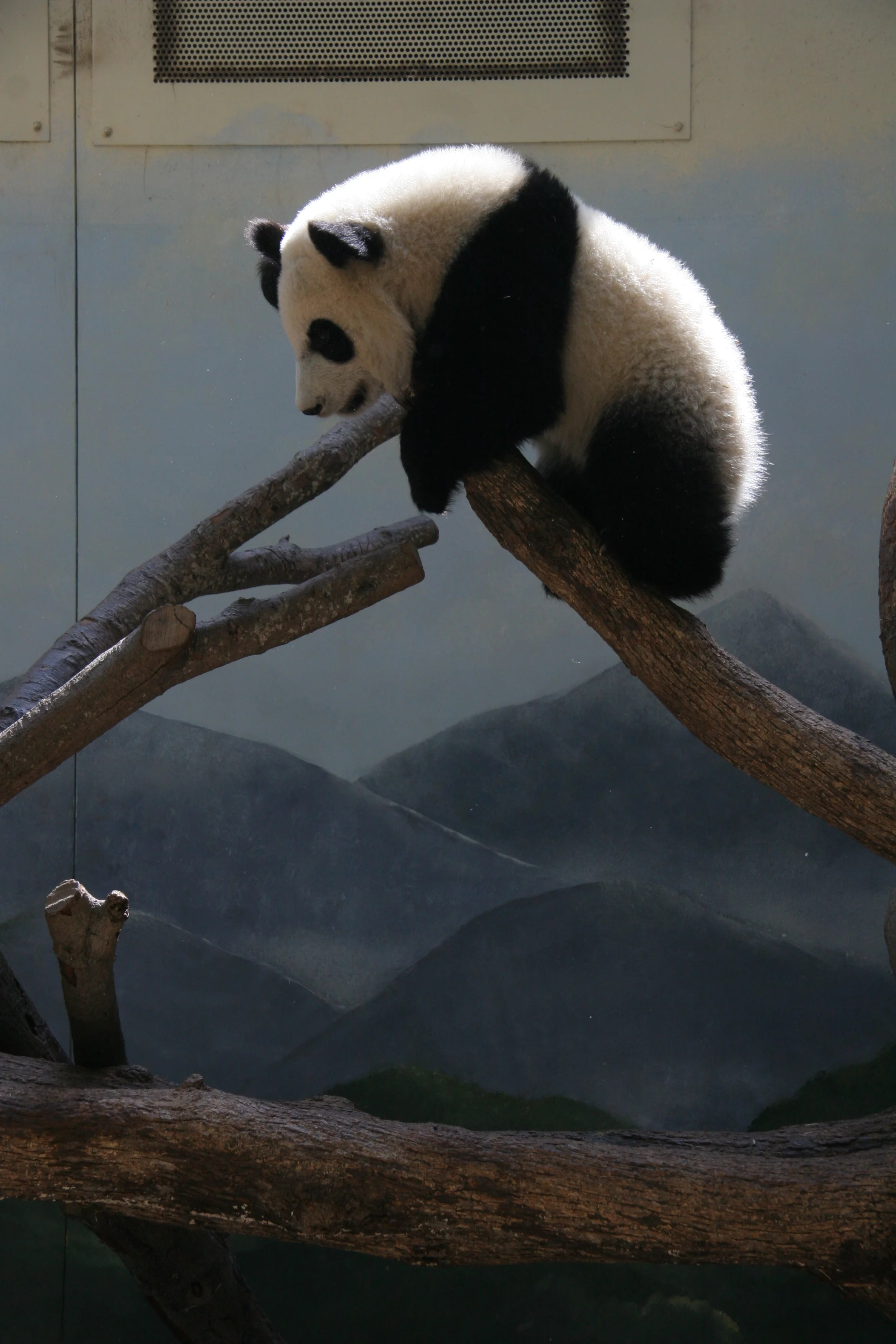Zoo Atlanta