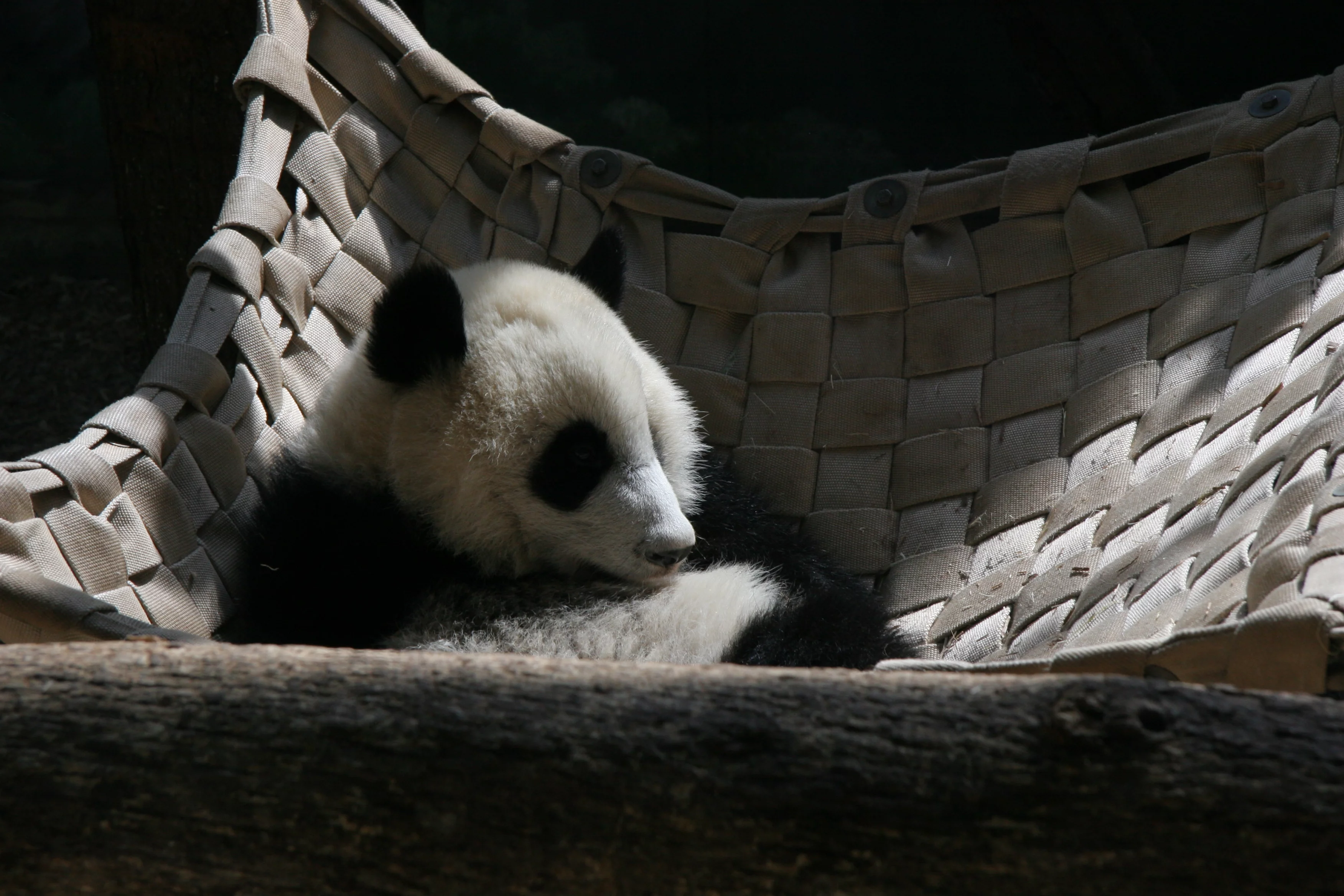 Zoo Atlanta
