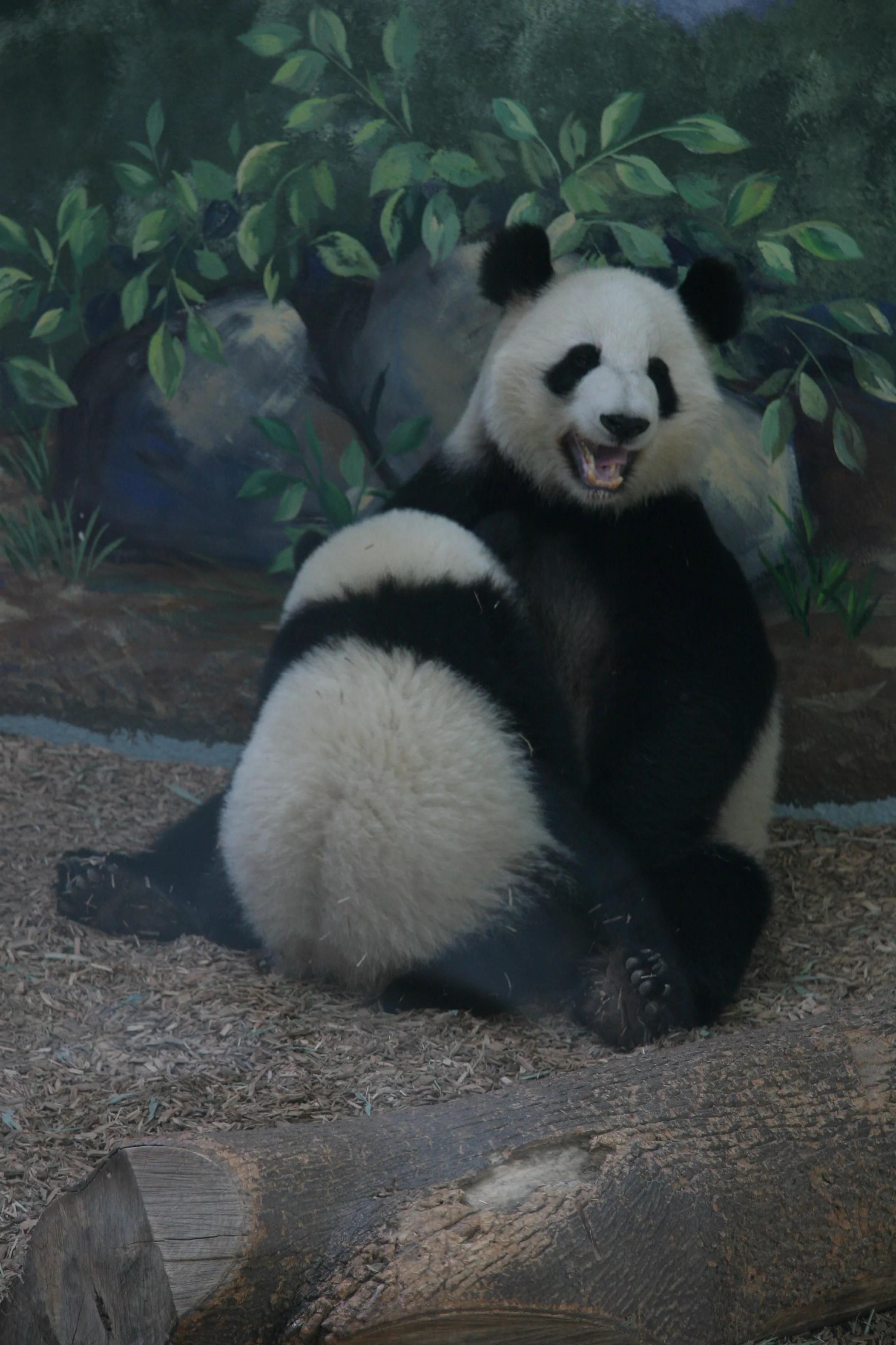 Zoo Atlanta
