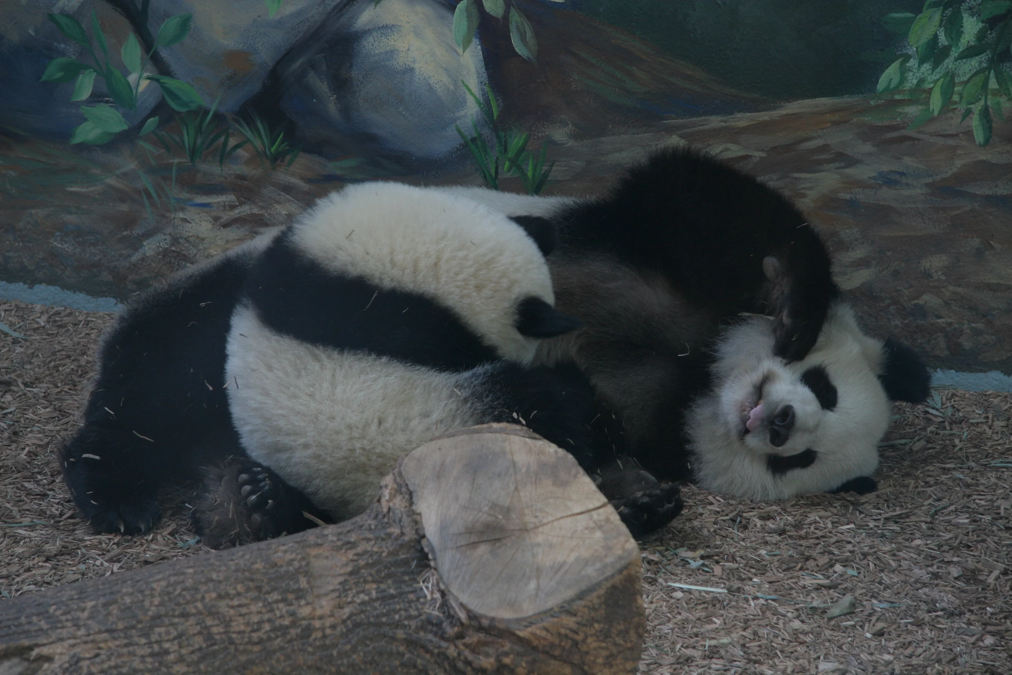Zoo Atlanta