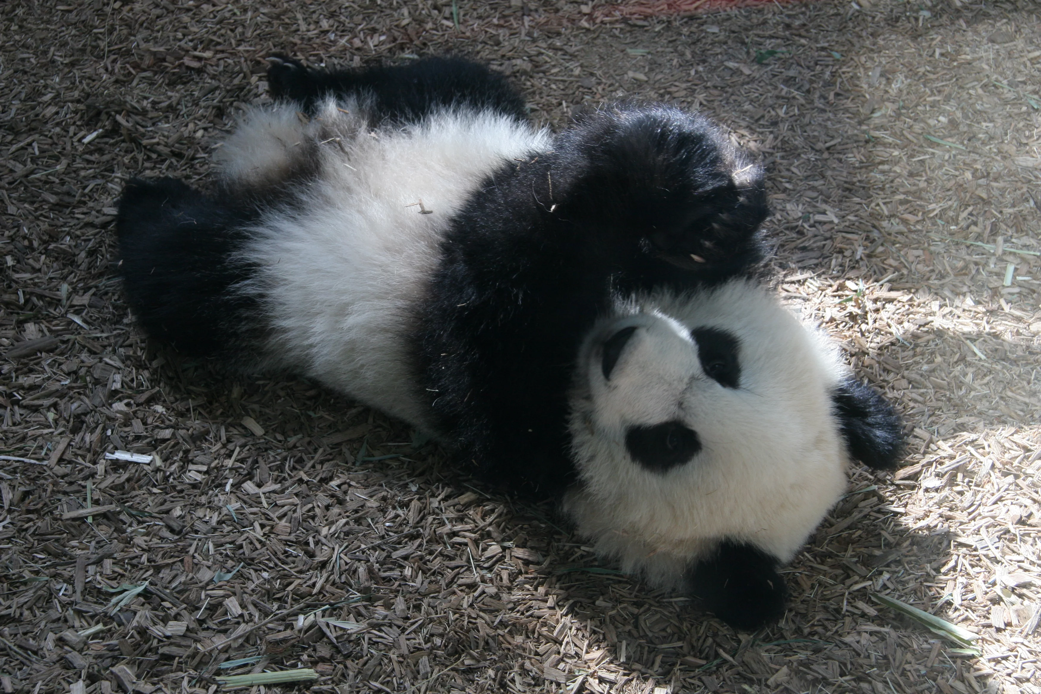 Zoo Atlanta