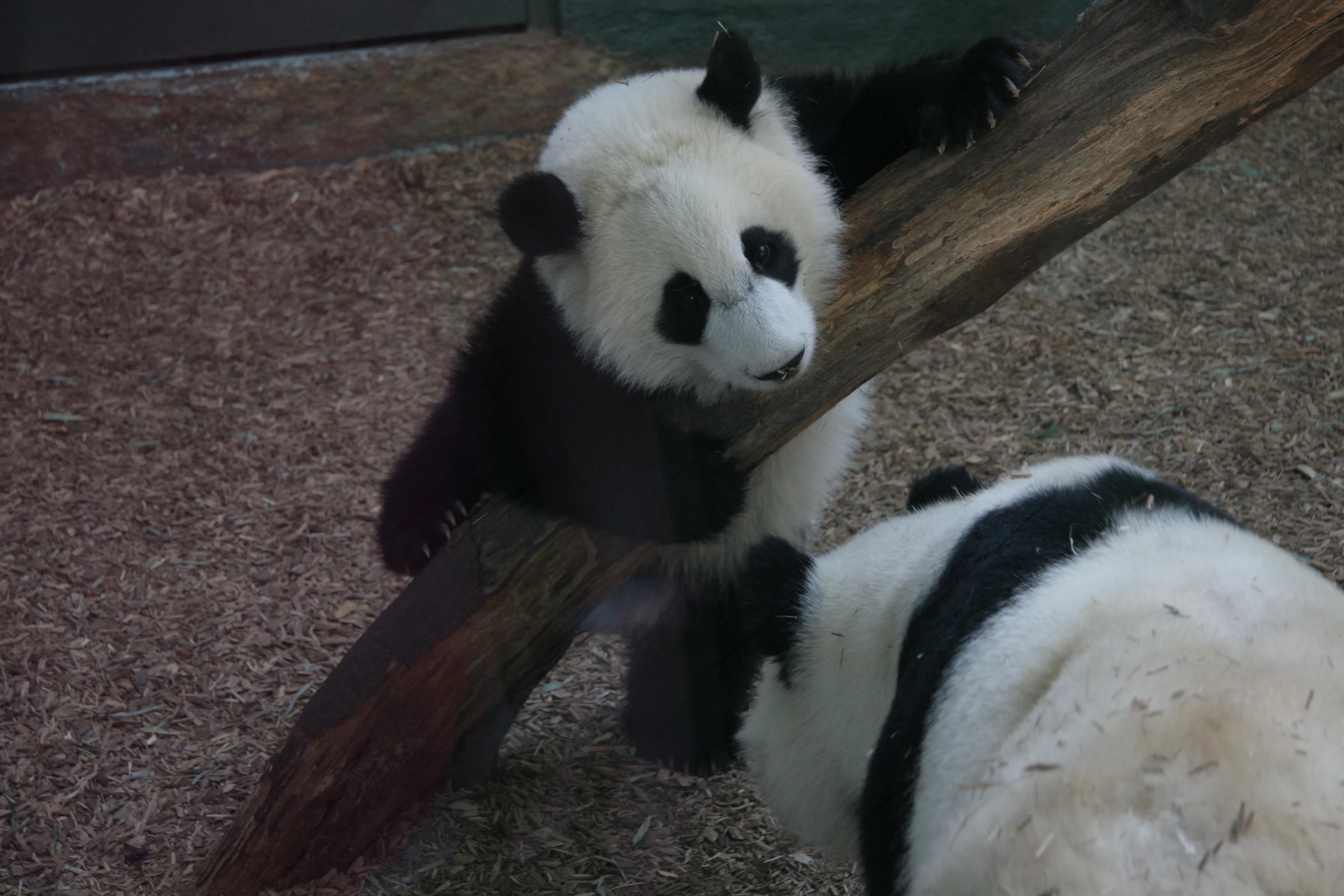Zoo Atlanta