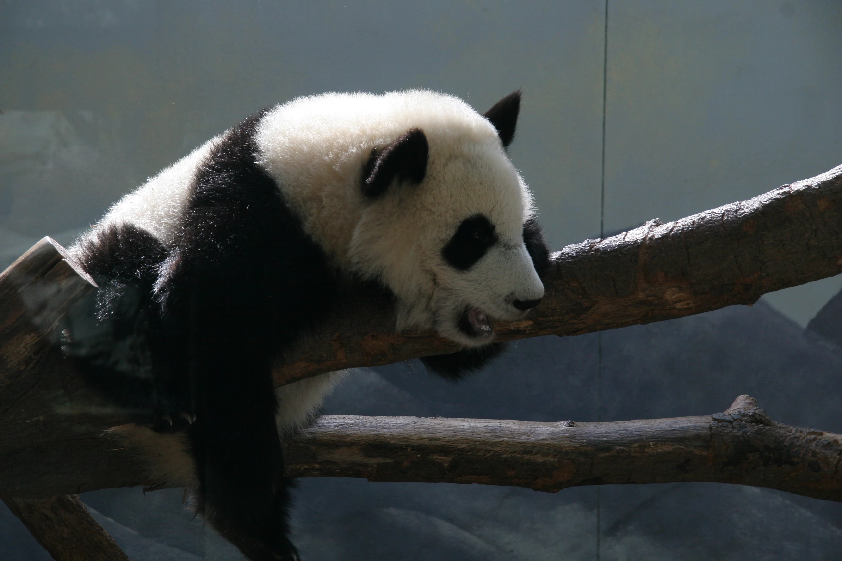 Zoo Atlanta