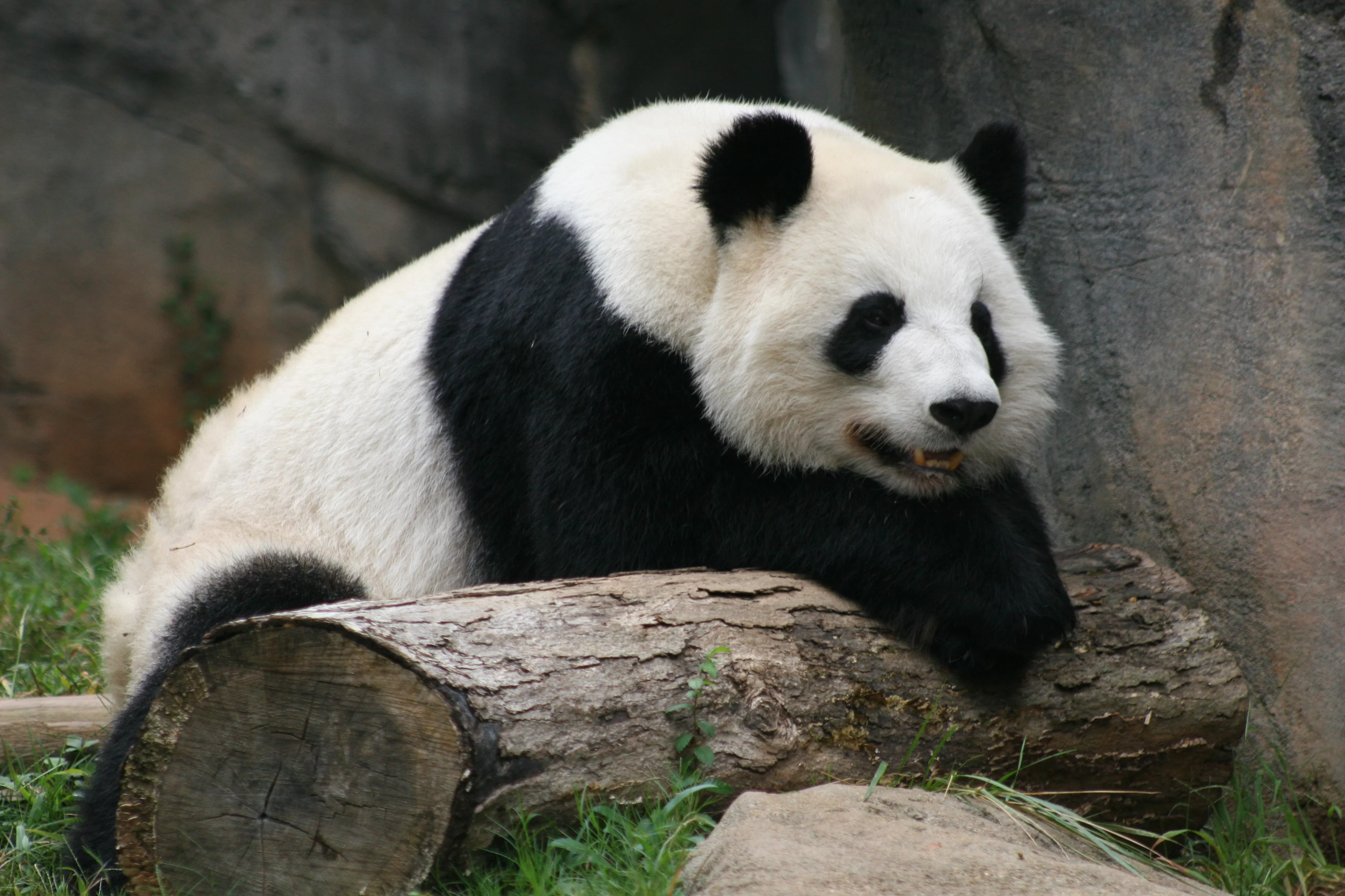 Zoo Atlanta