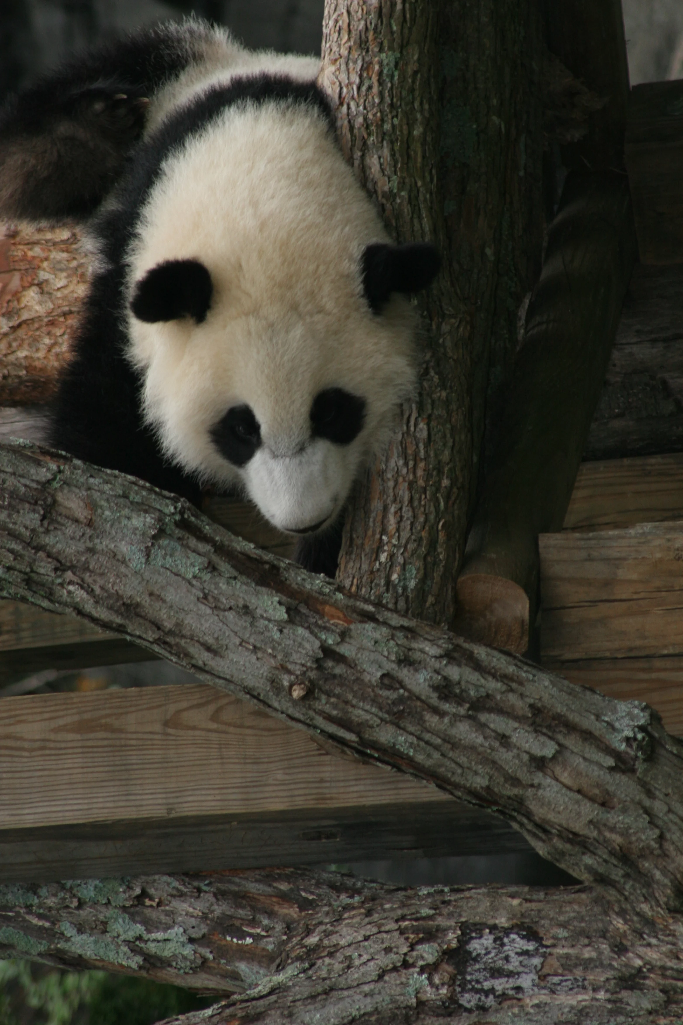 Zoo Atlanta