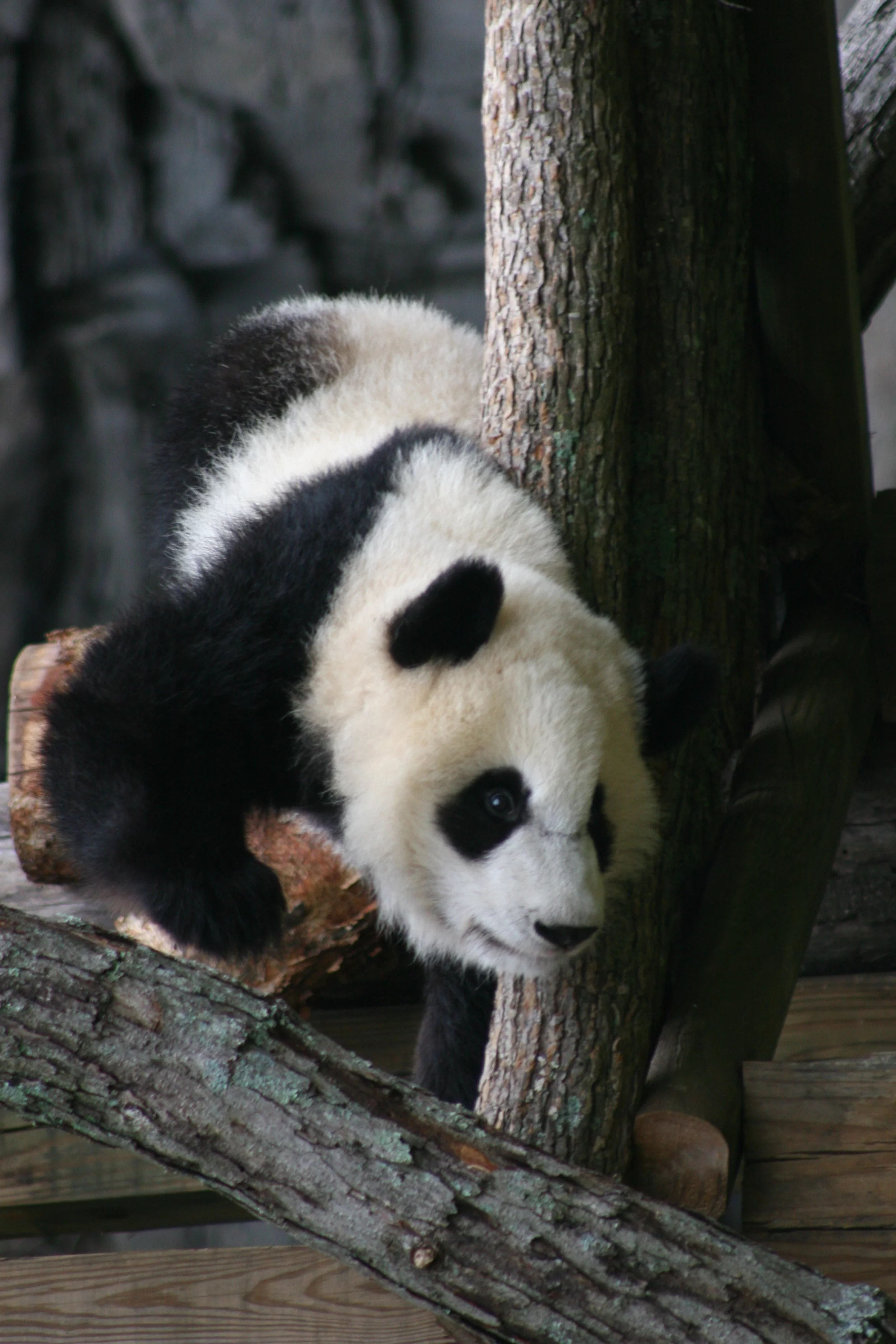 Zoo Atlanta