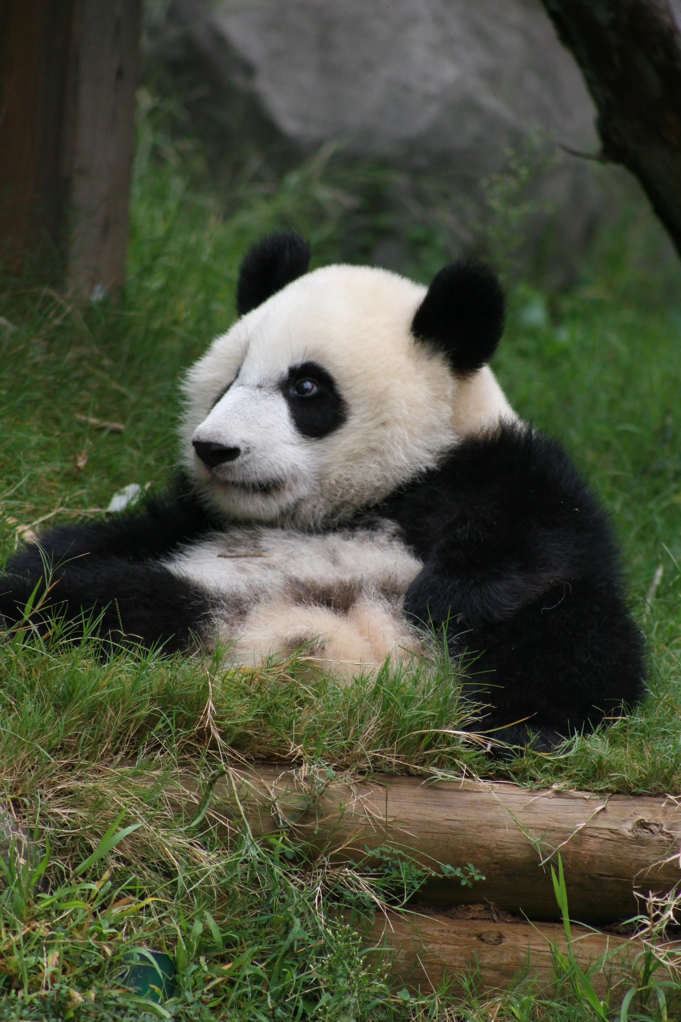 Zoo Atlanta