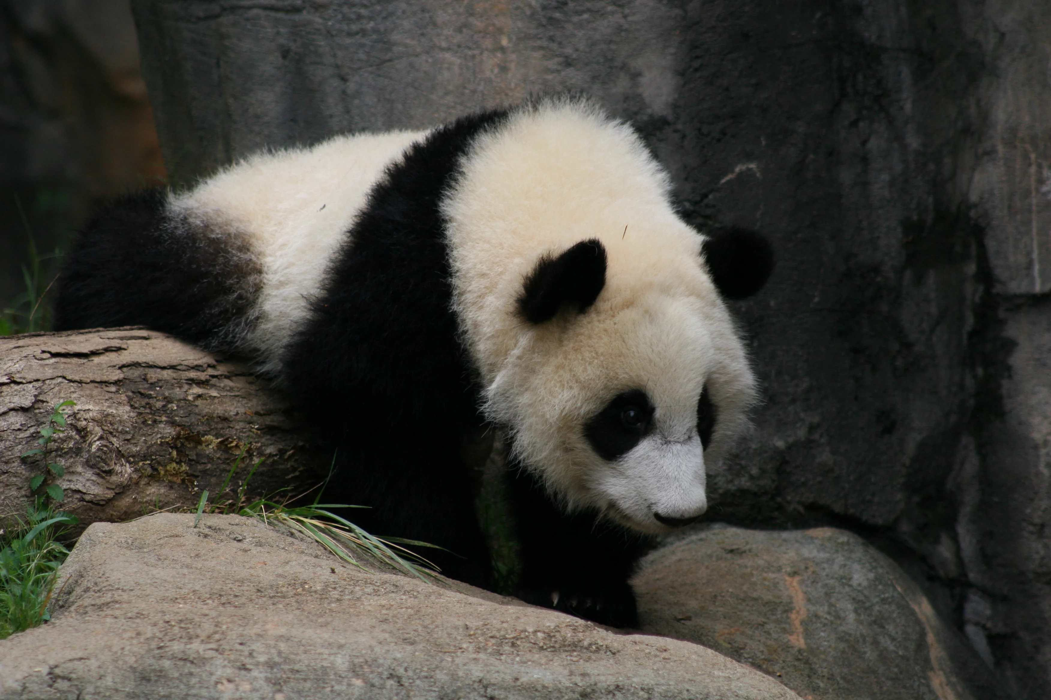 Zoo Atlanta