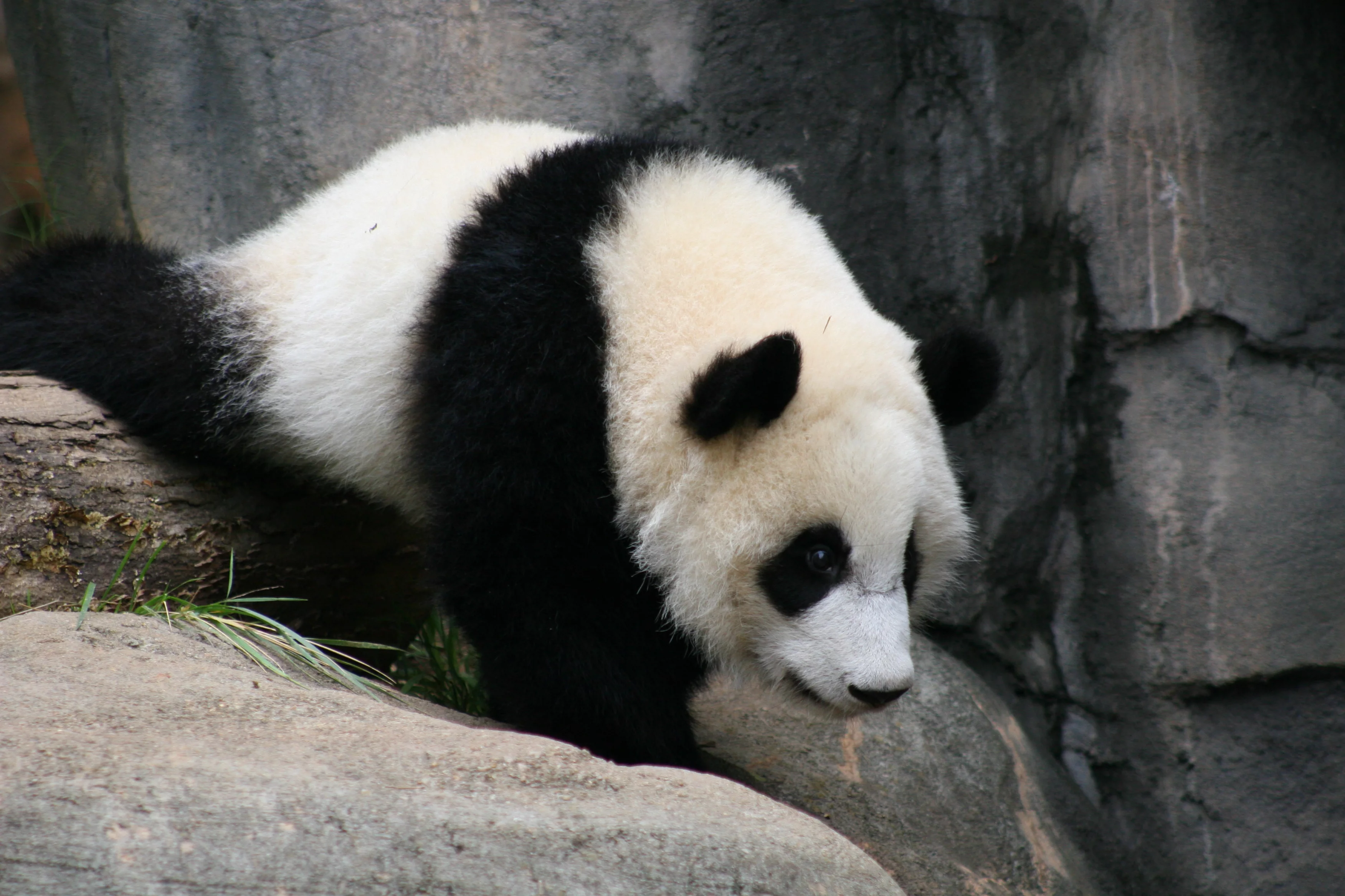 Zoo Atlanta