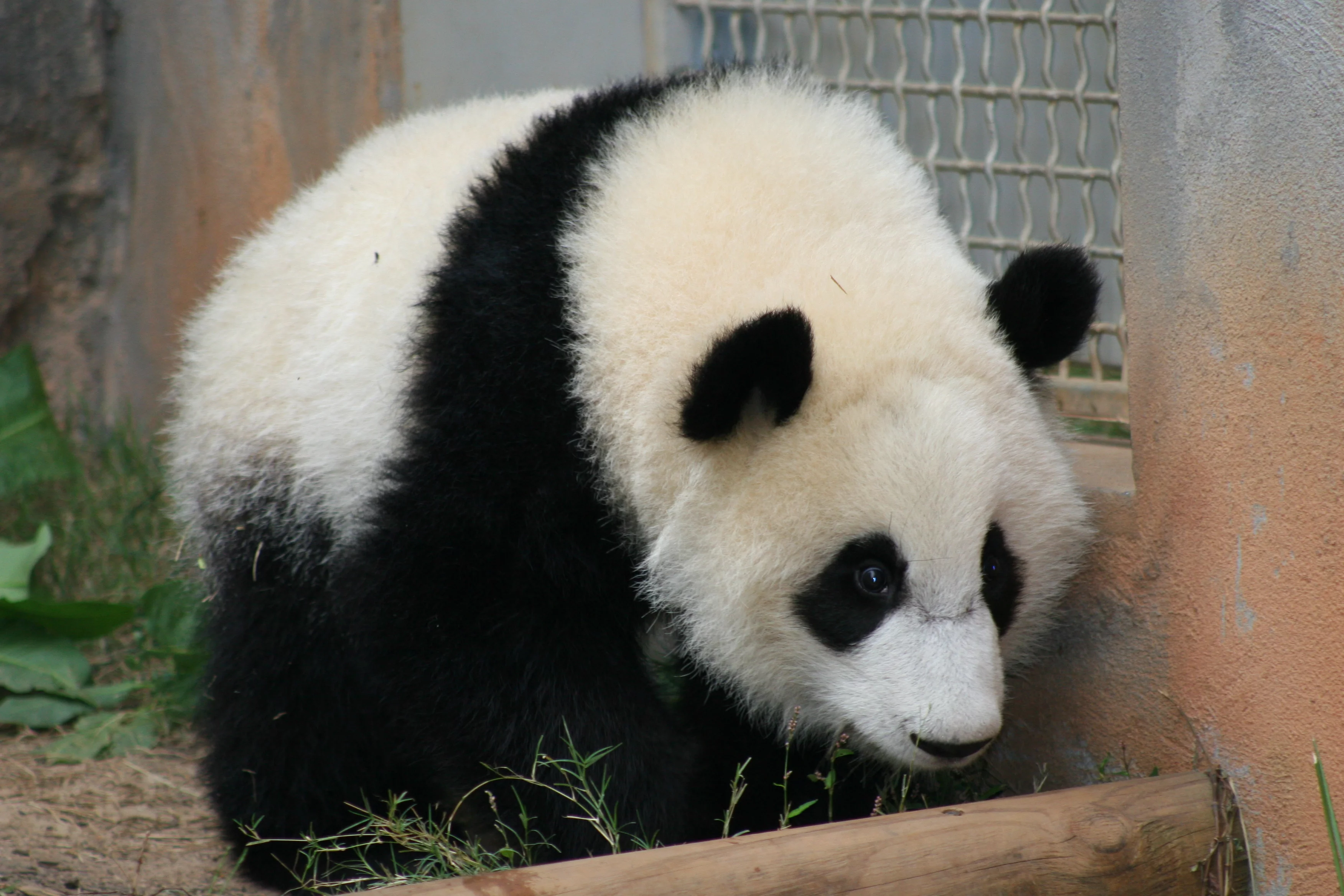 Zoo Atlanta