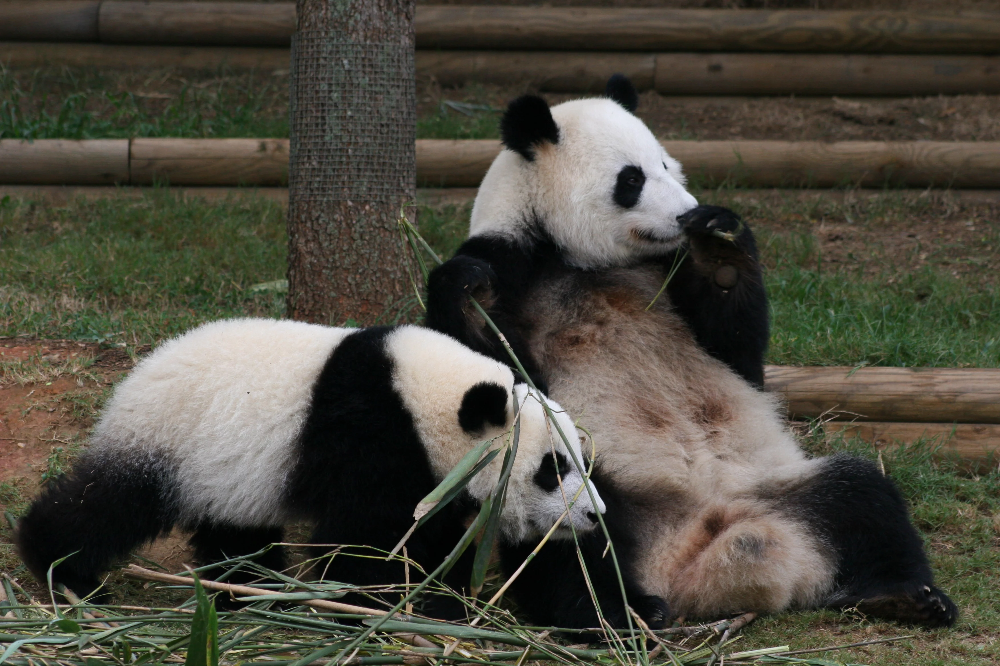 Zoo Atlanta