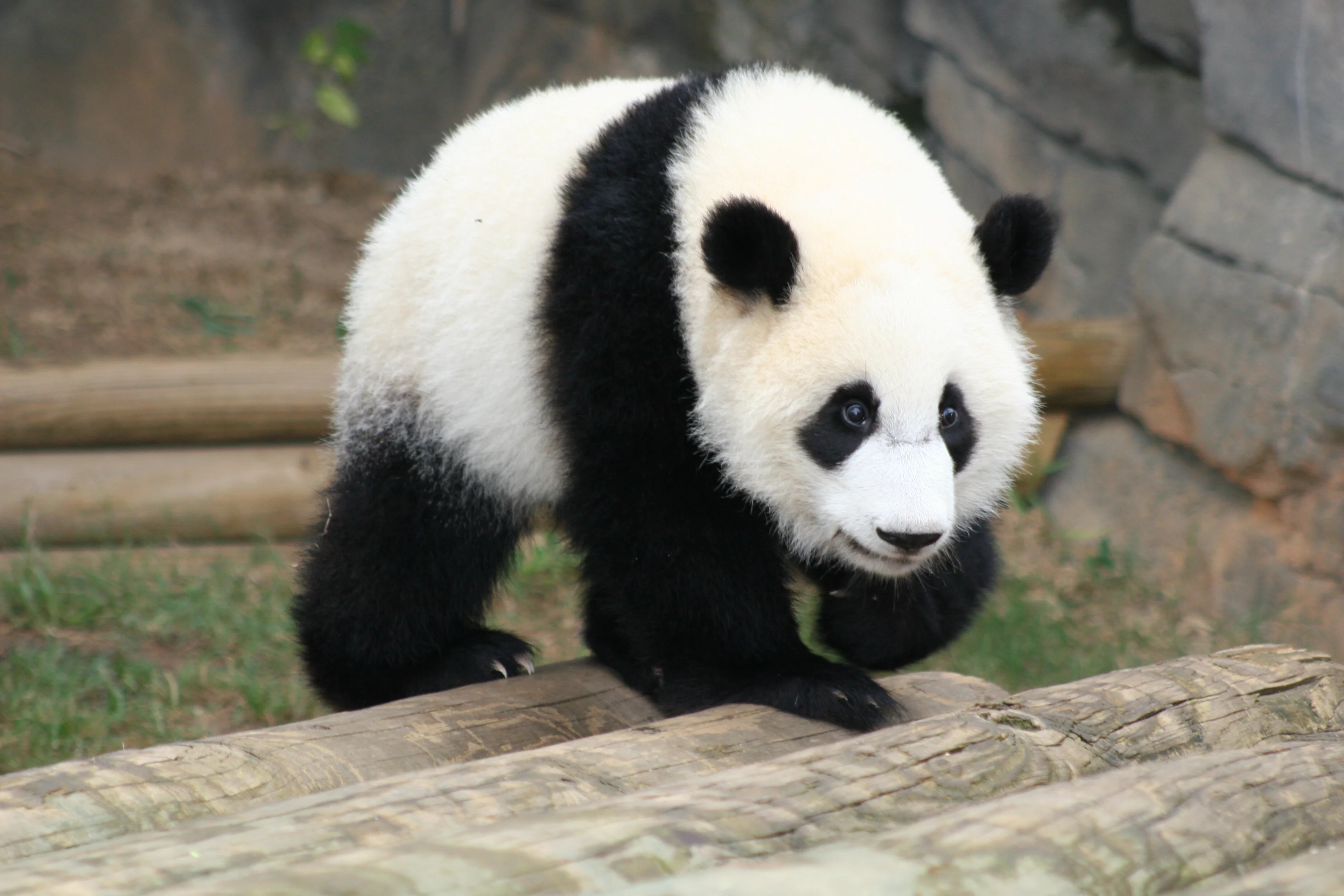 Zoo Atlanta