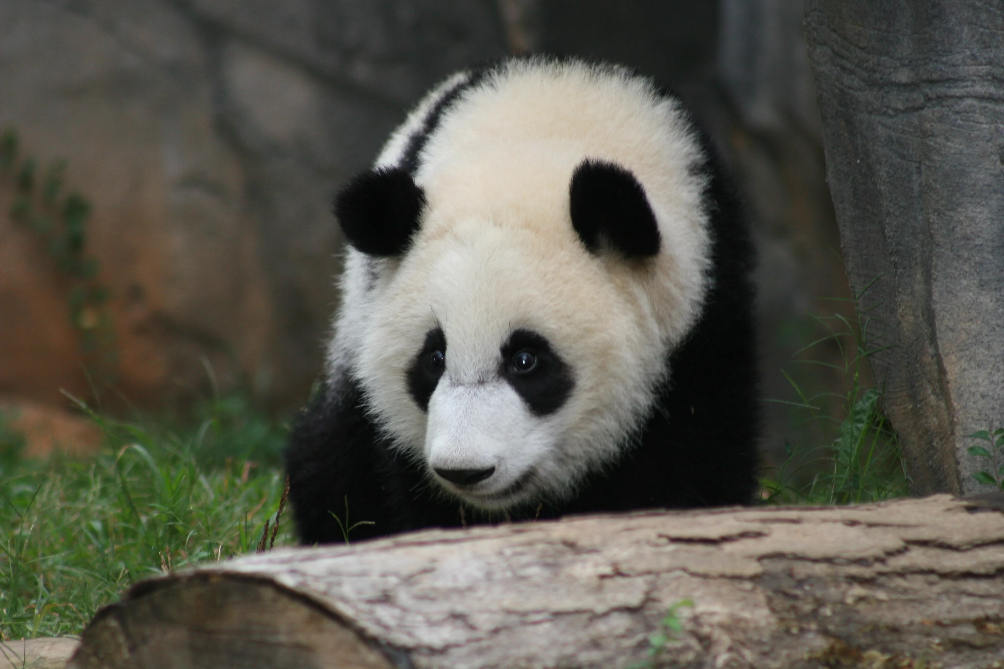 Zoo Atlanta