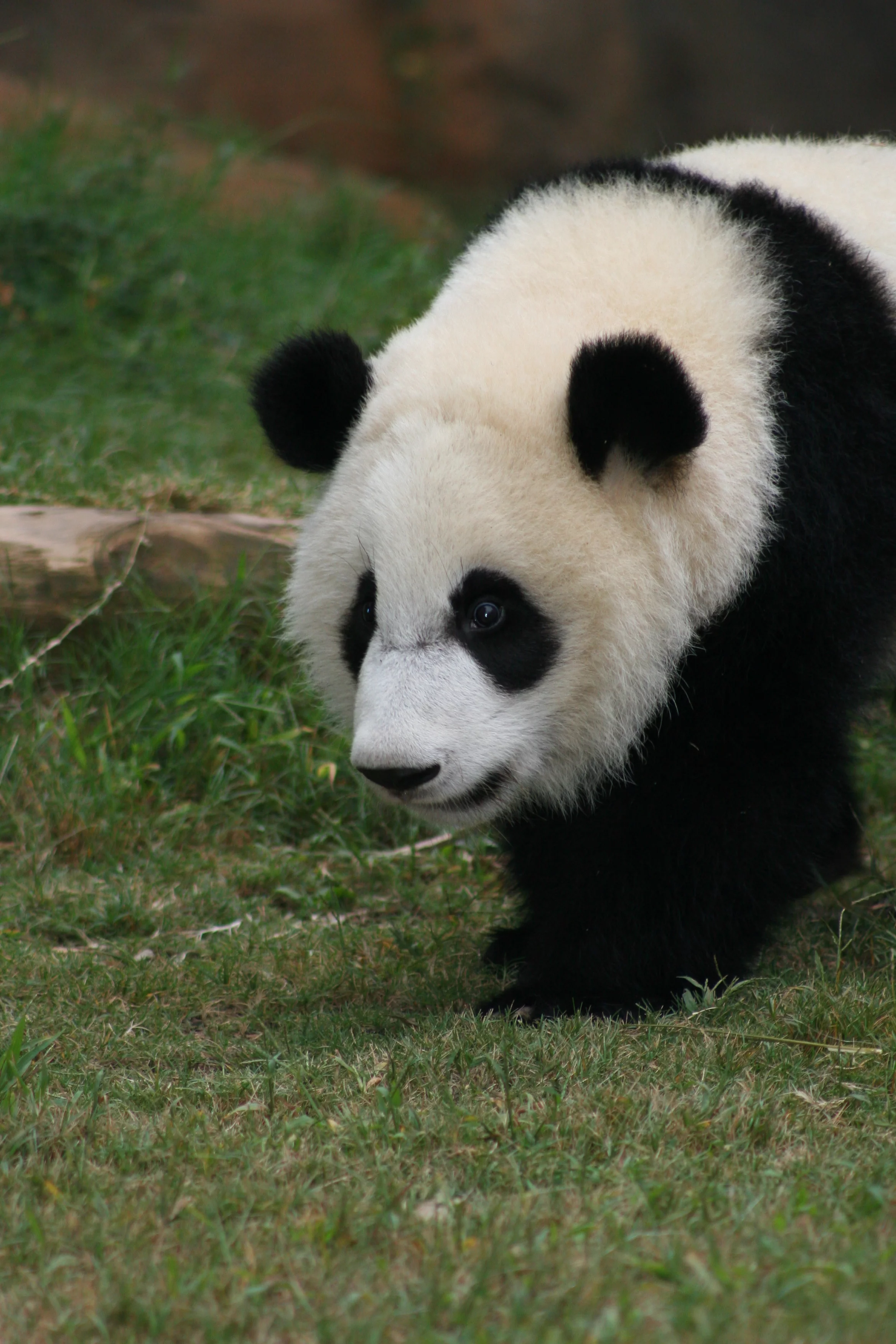 Zoo Atlanta