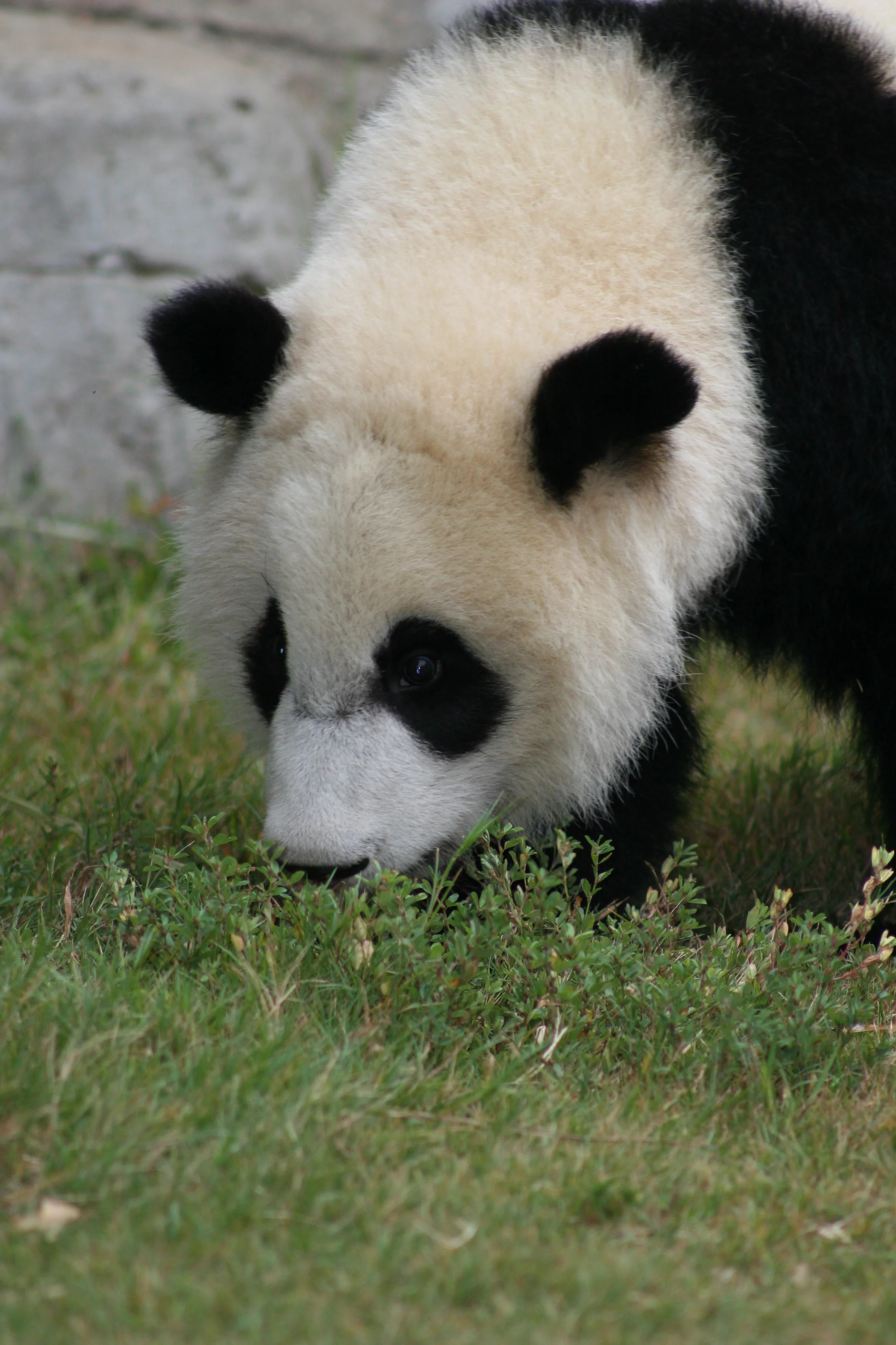 Zoo Atlanta