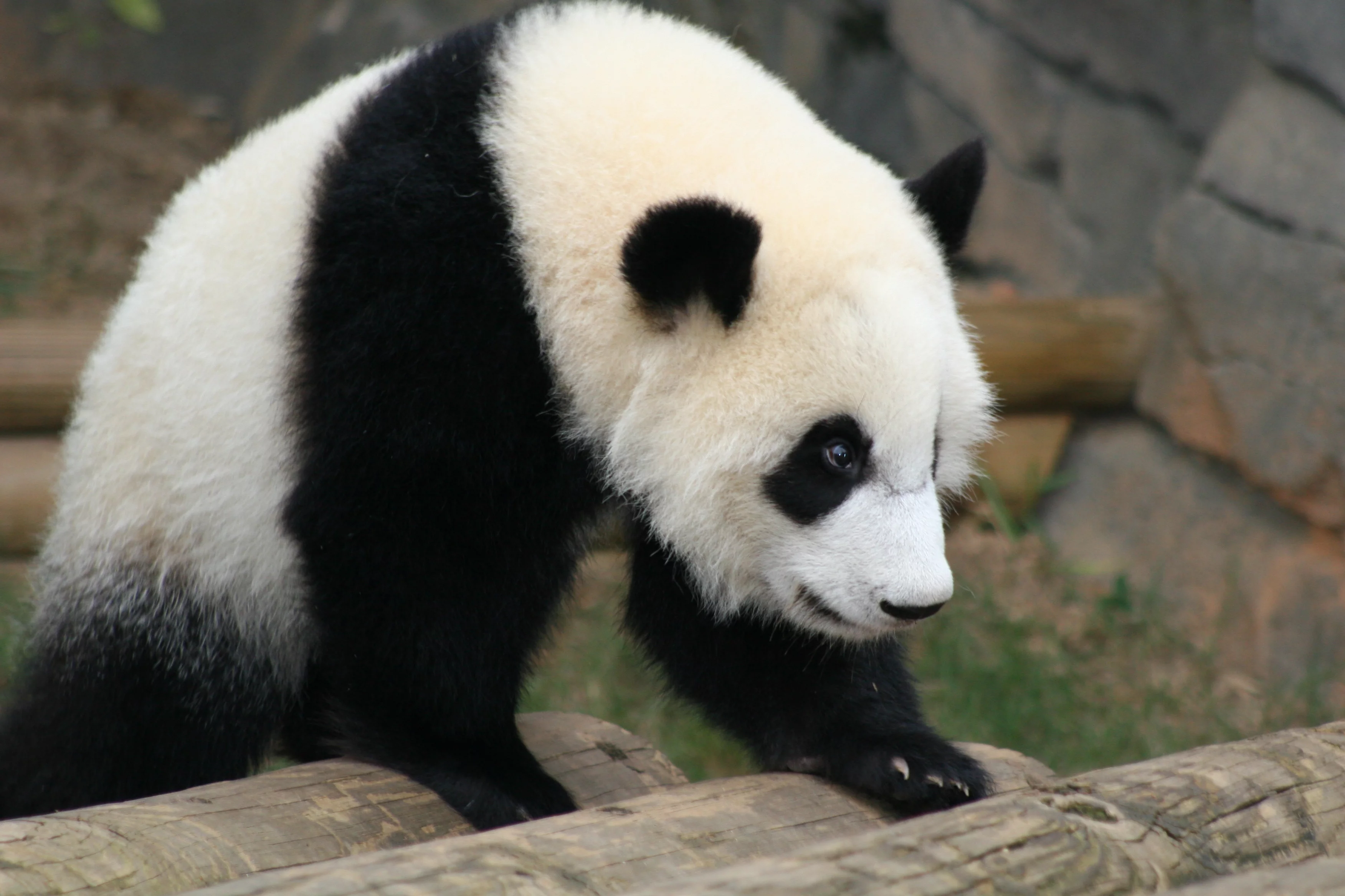Zoo Atlanta