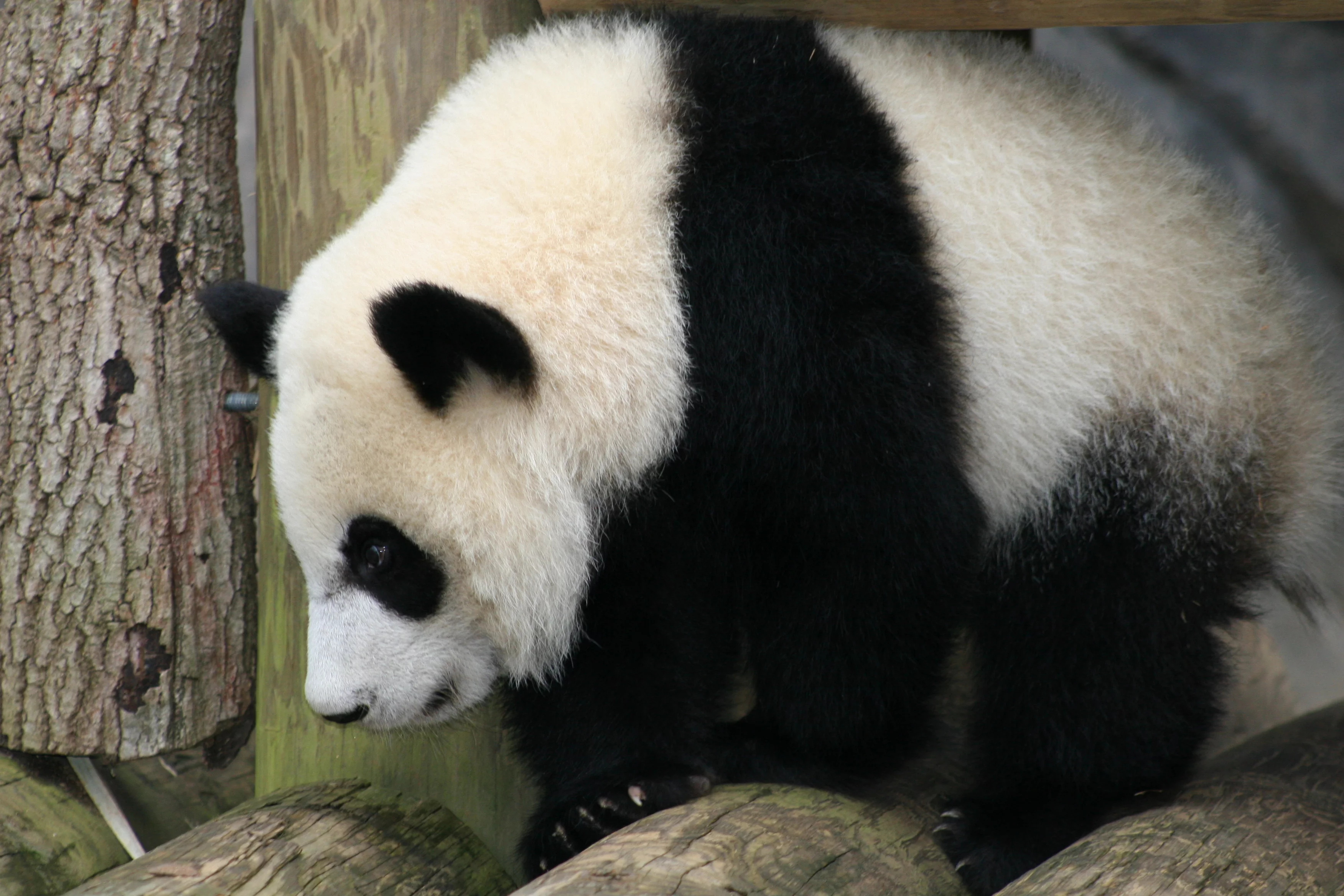 Zoo Atlanta