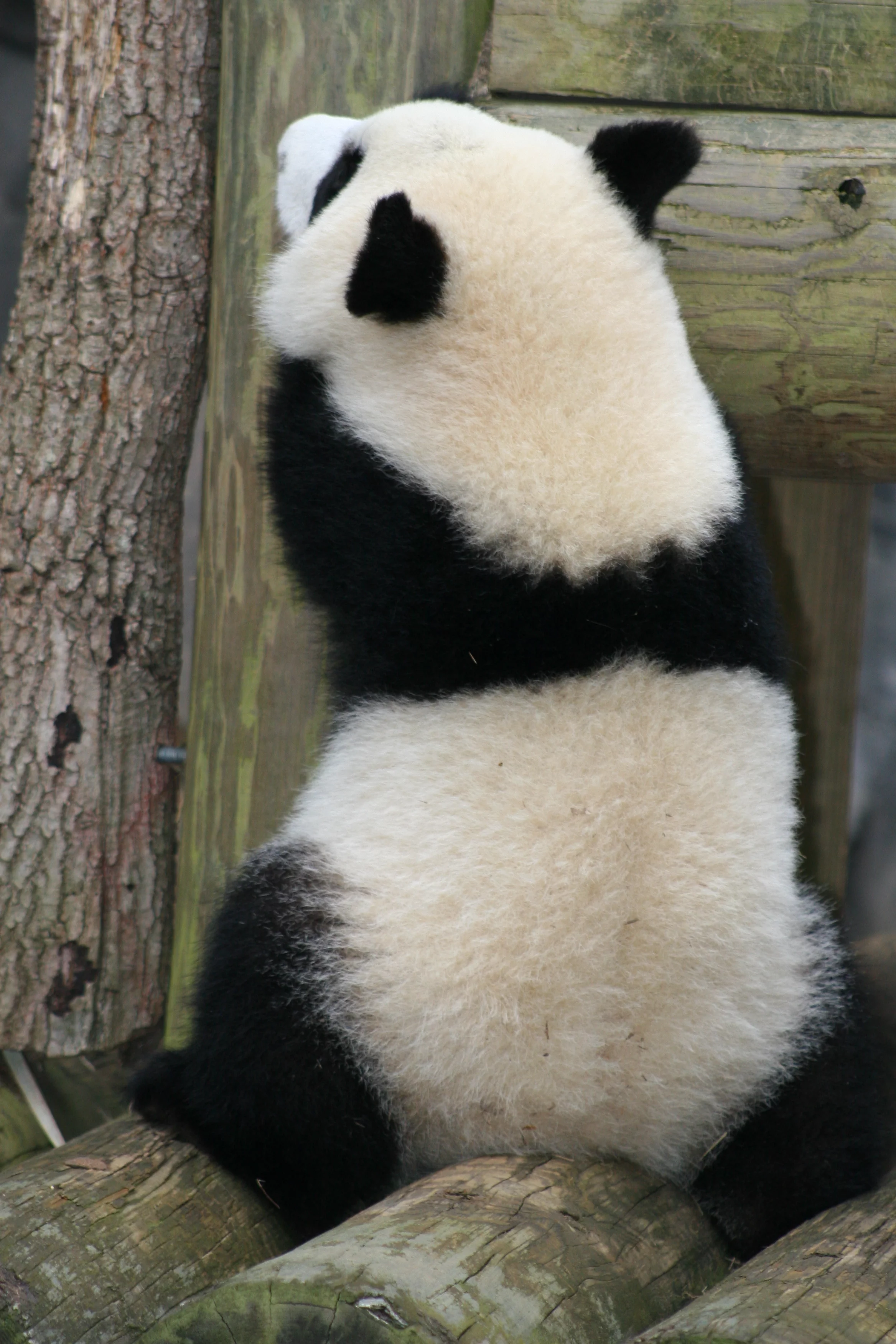 Zoo Atlanta