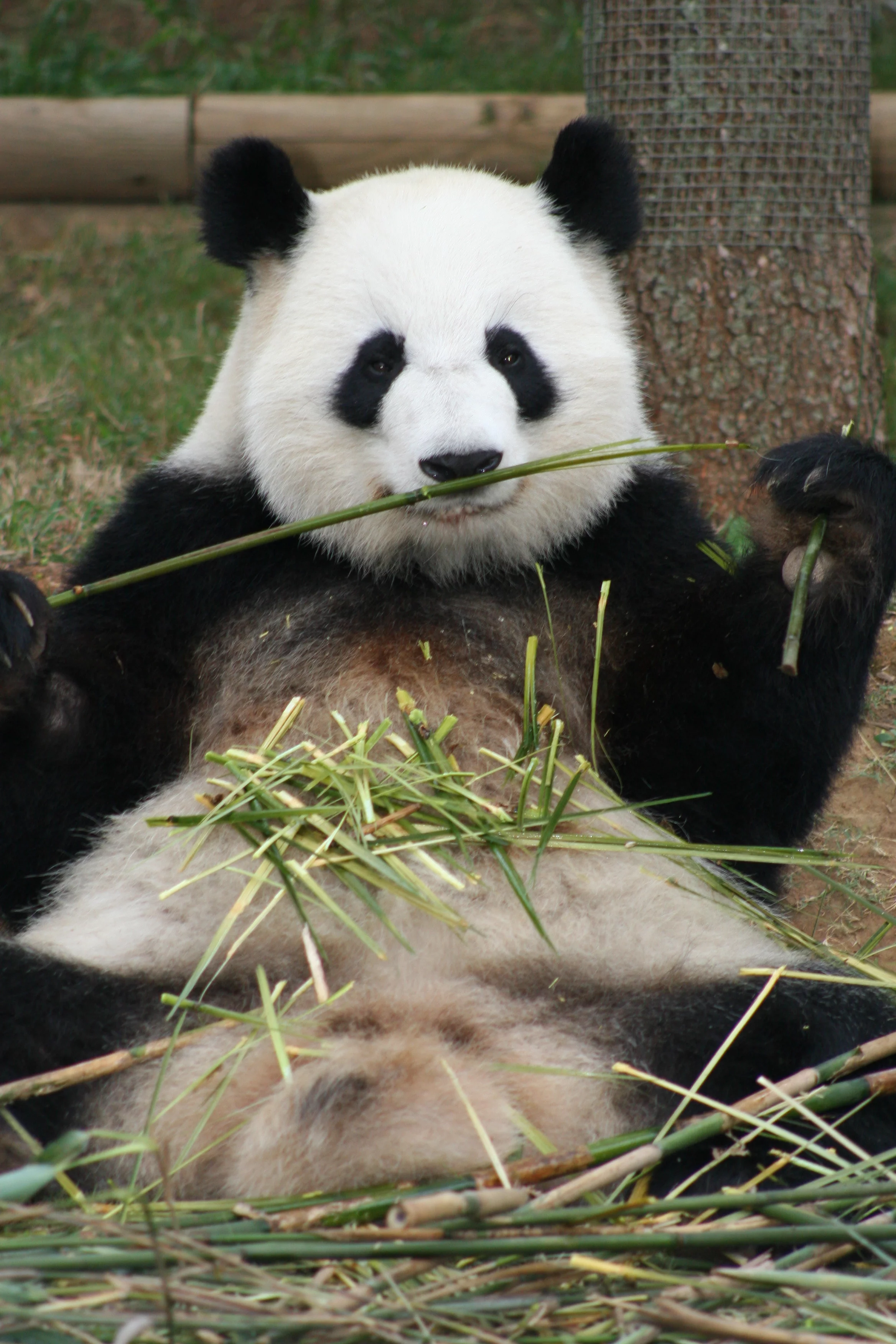 Zoo Atlanta