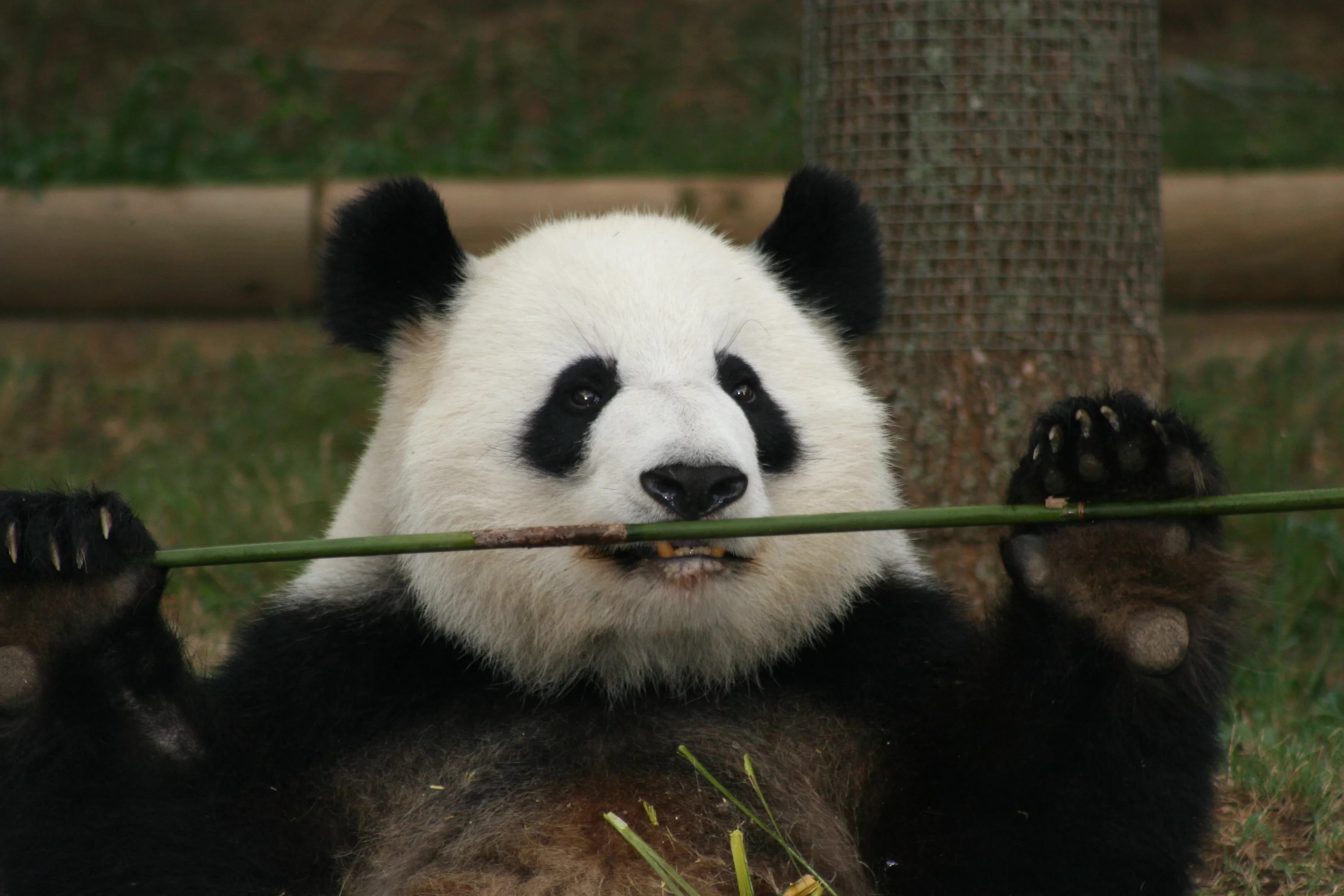 Zoo Atlanta