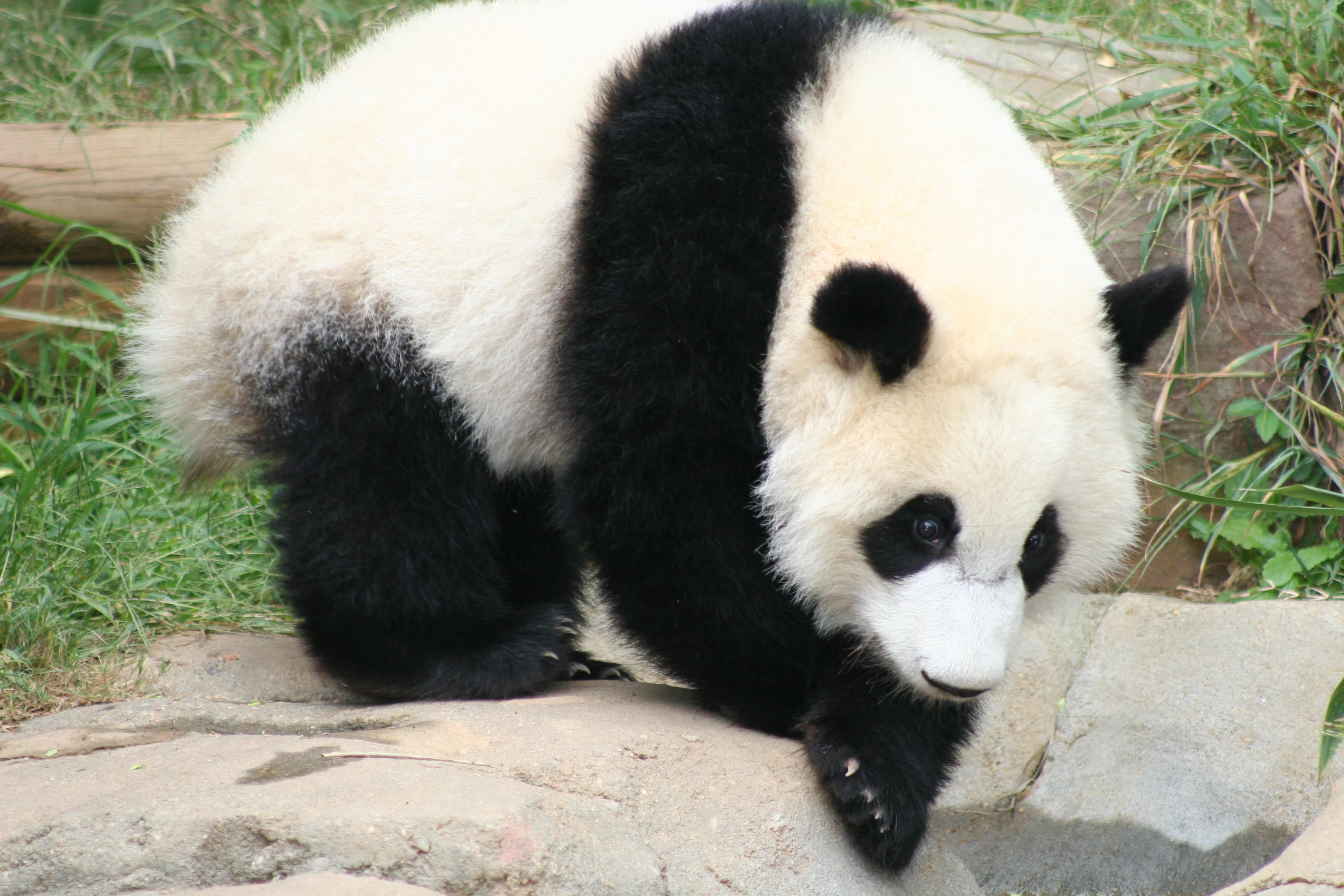 Zoo Atlanta