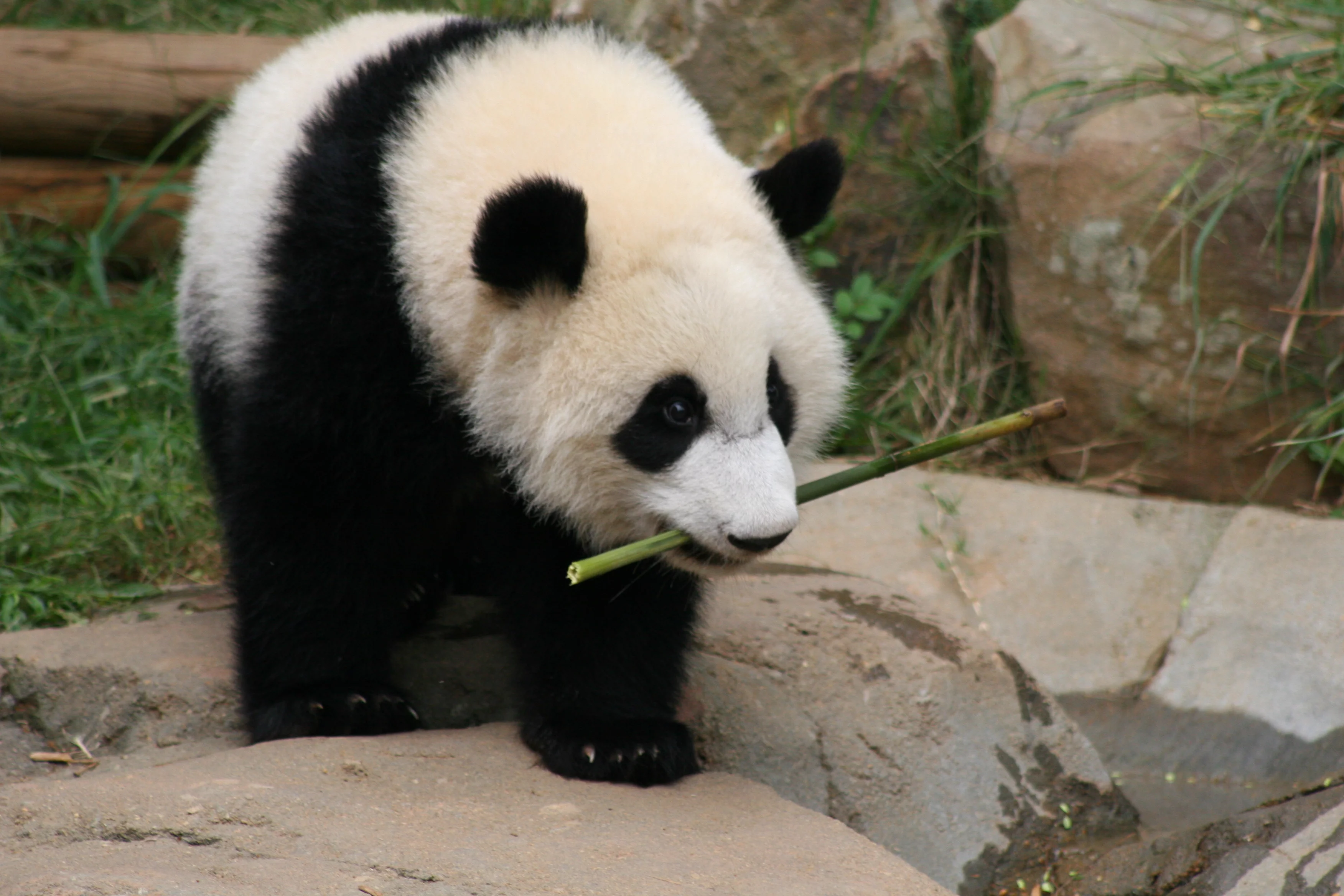 Zoo Atlanta