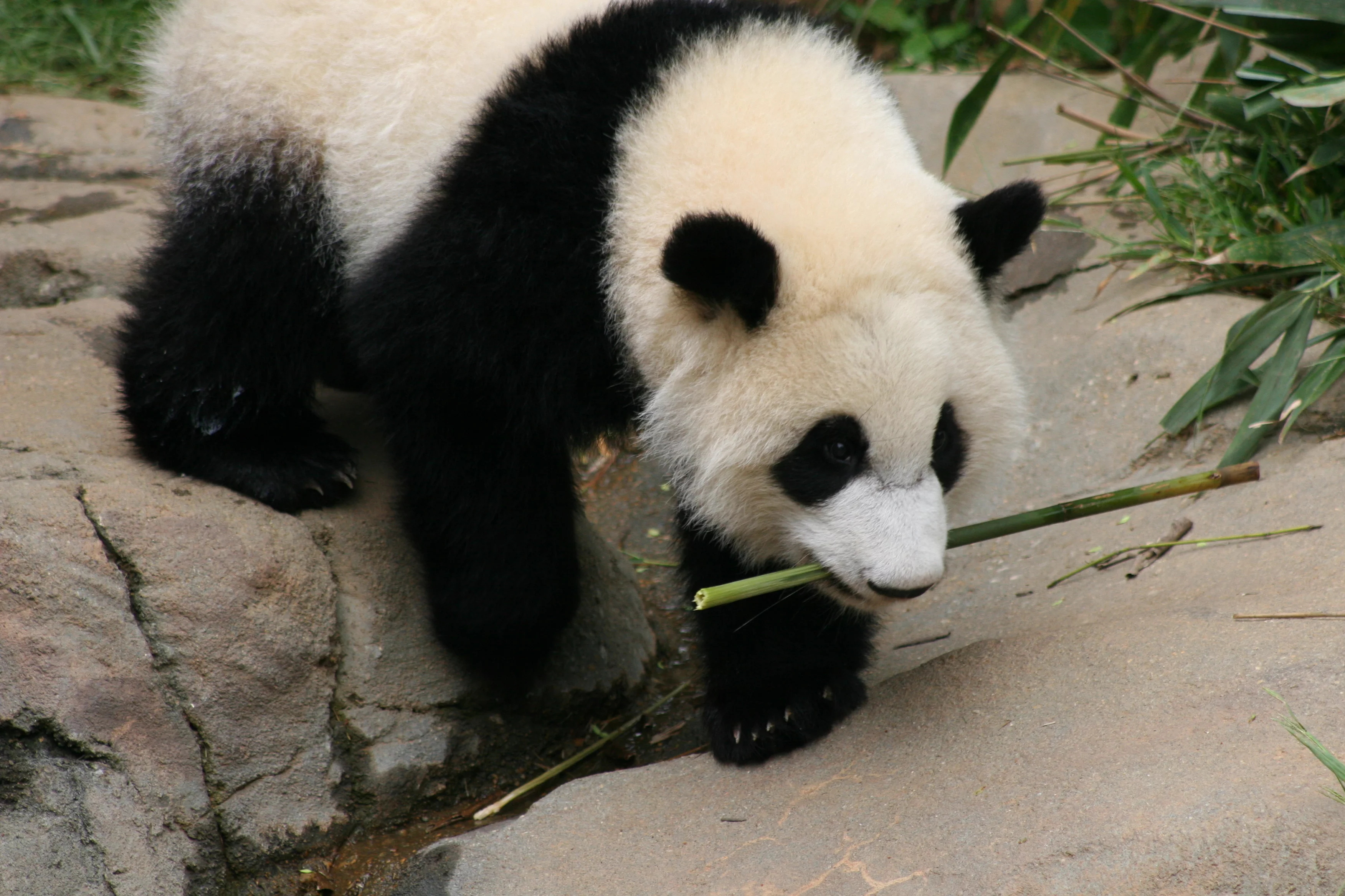 Zoo Atlanta