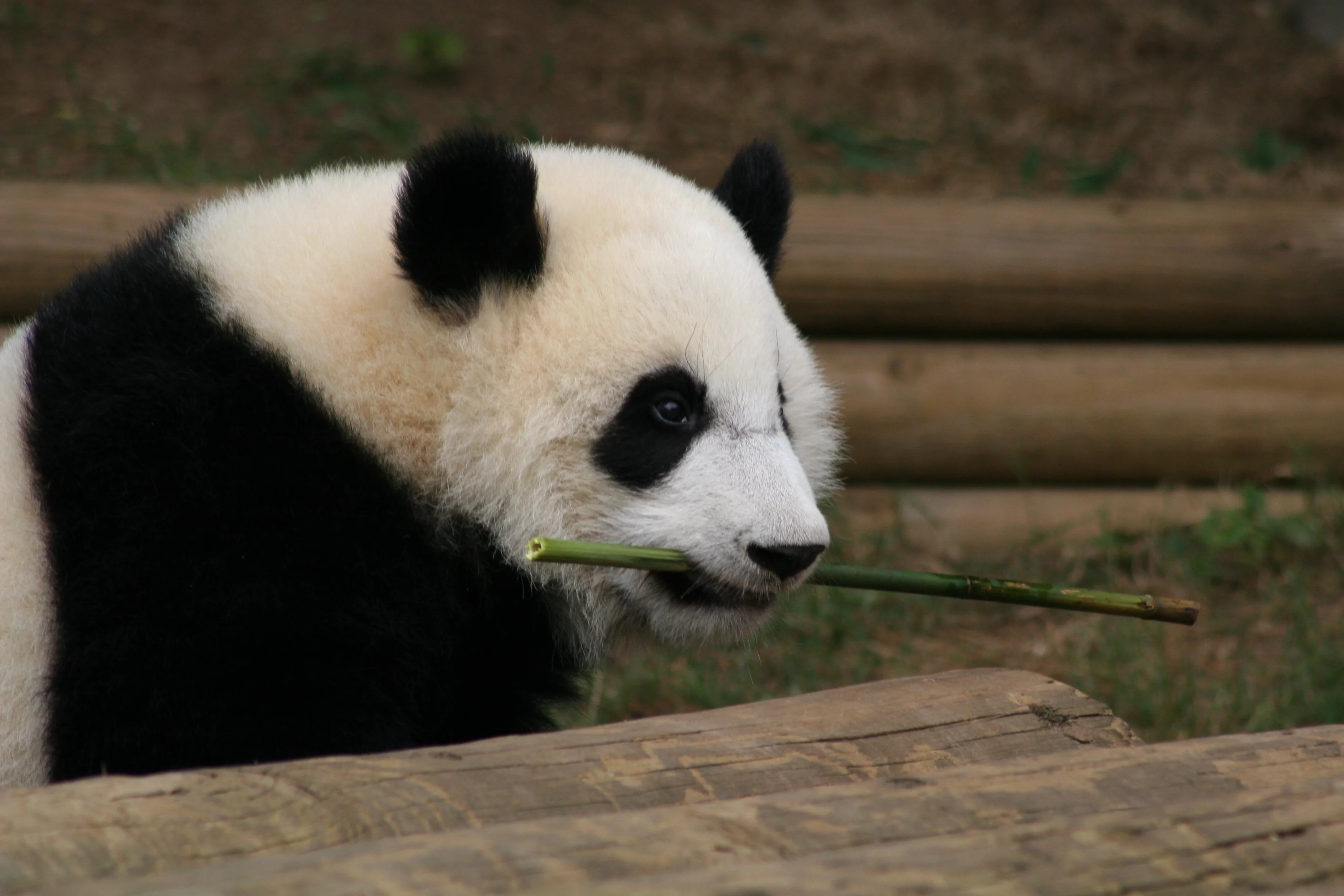 Zoo Atlanta