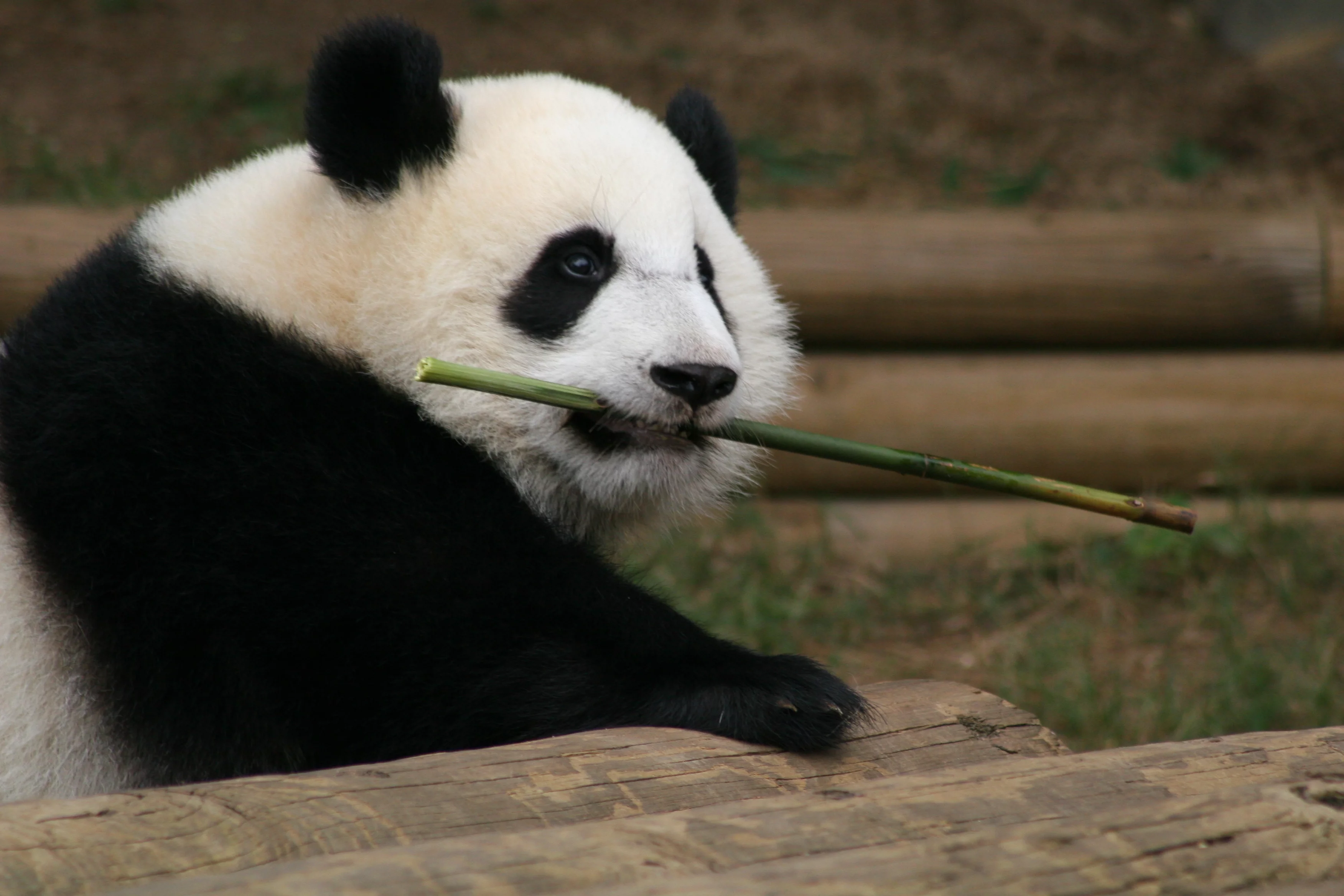 Zoo Atlanta